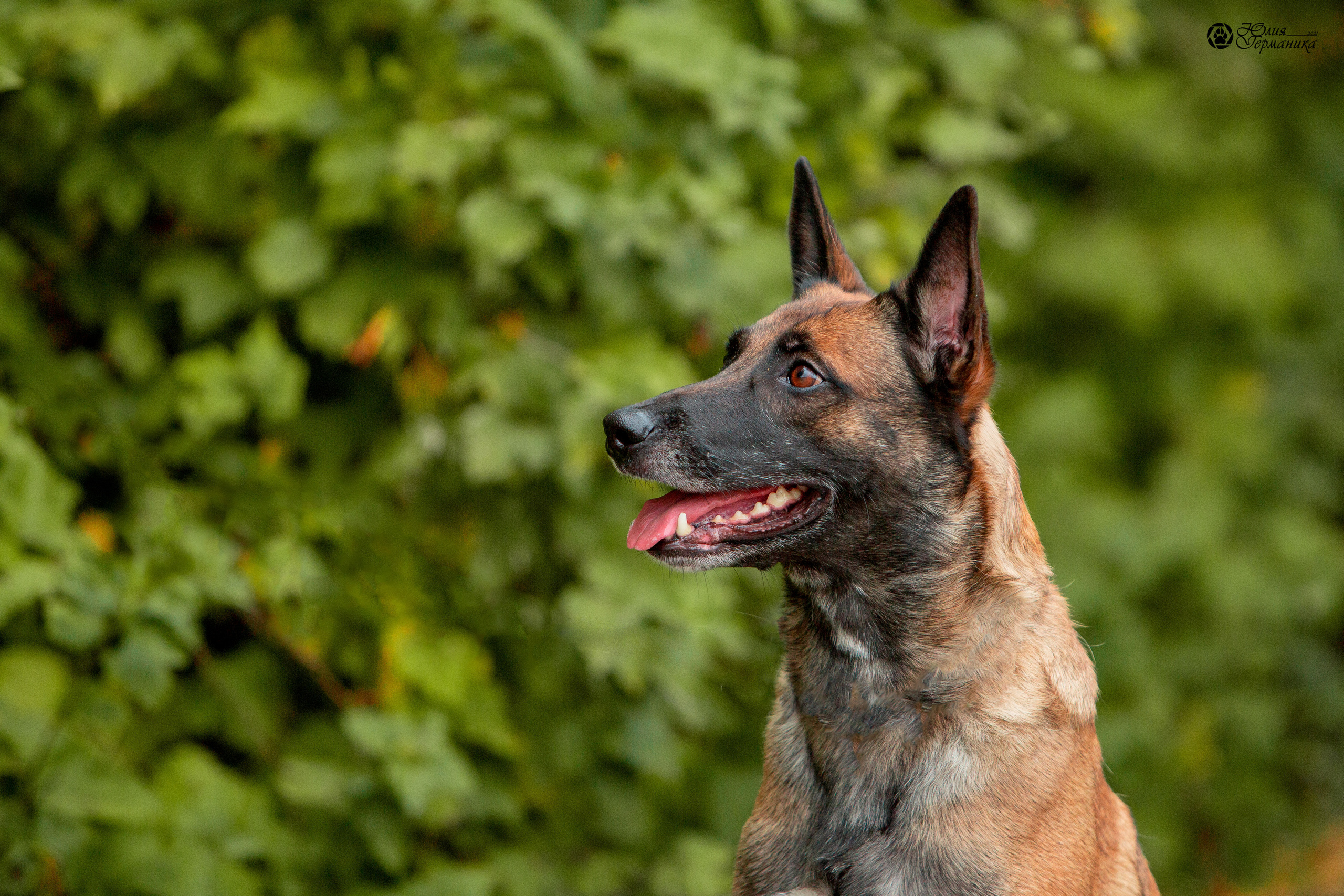 Свободная съемка. Фотограф-анималист Юлия Германика