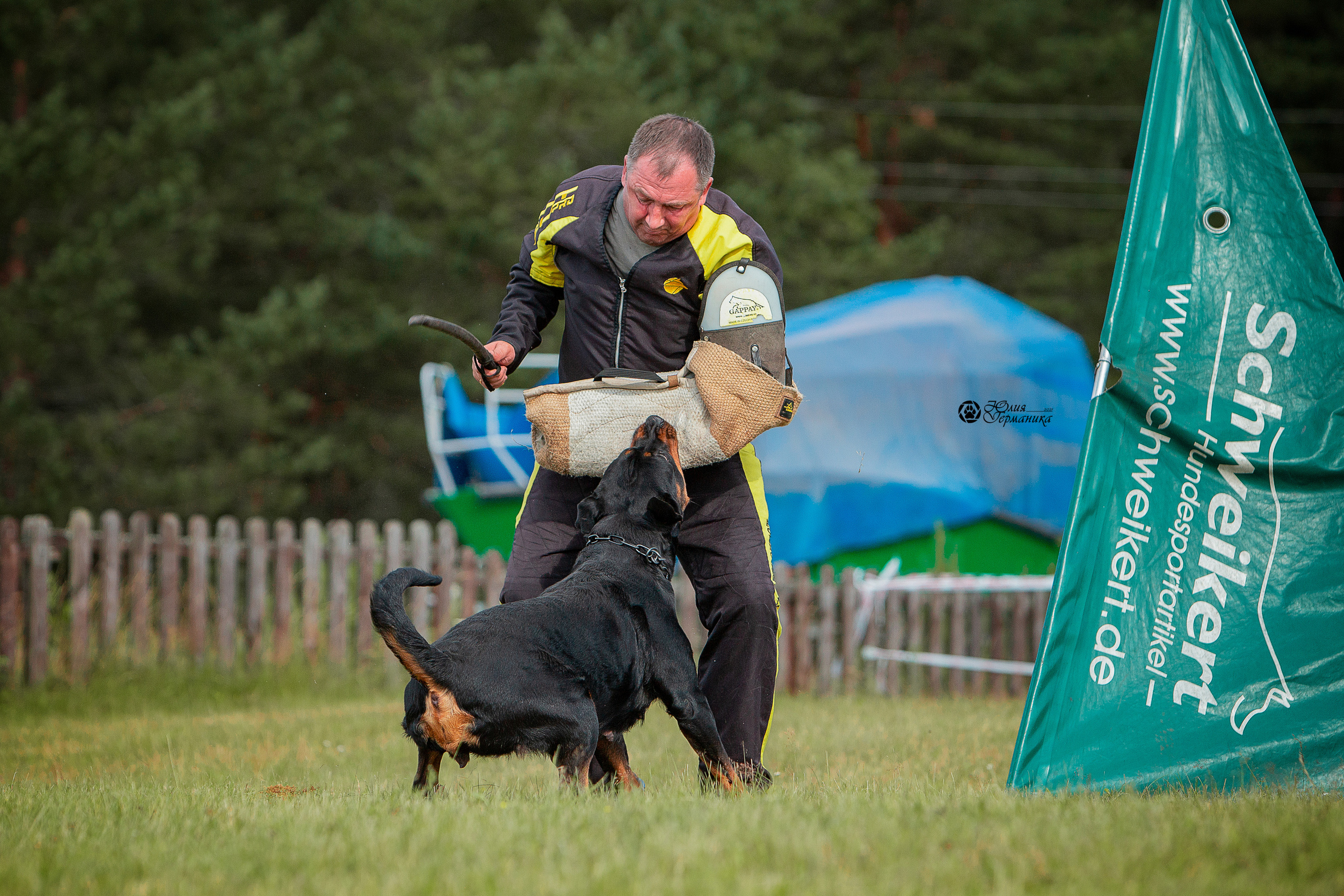 Тверь моно ротвейлеров 3-4 июля 2021. Фотограф-анималист Юлия Германика