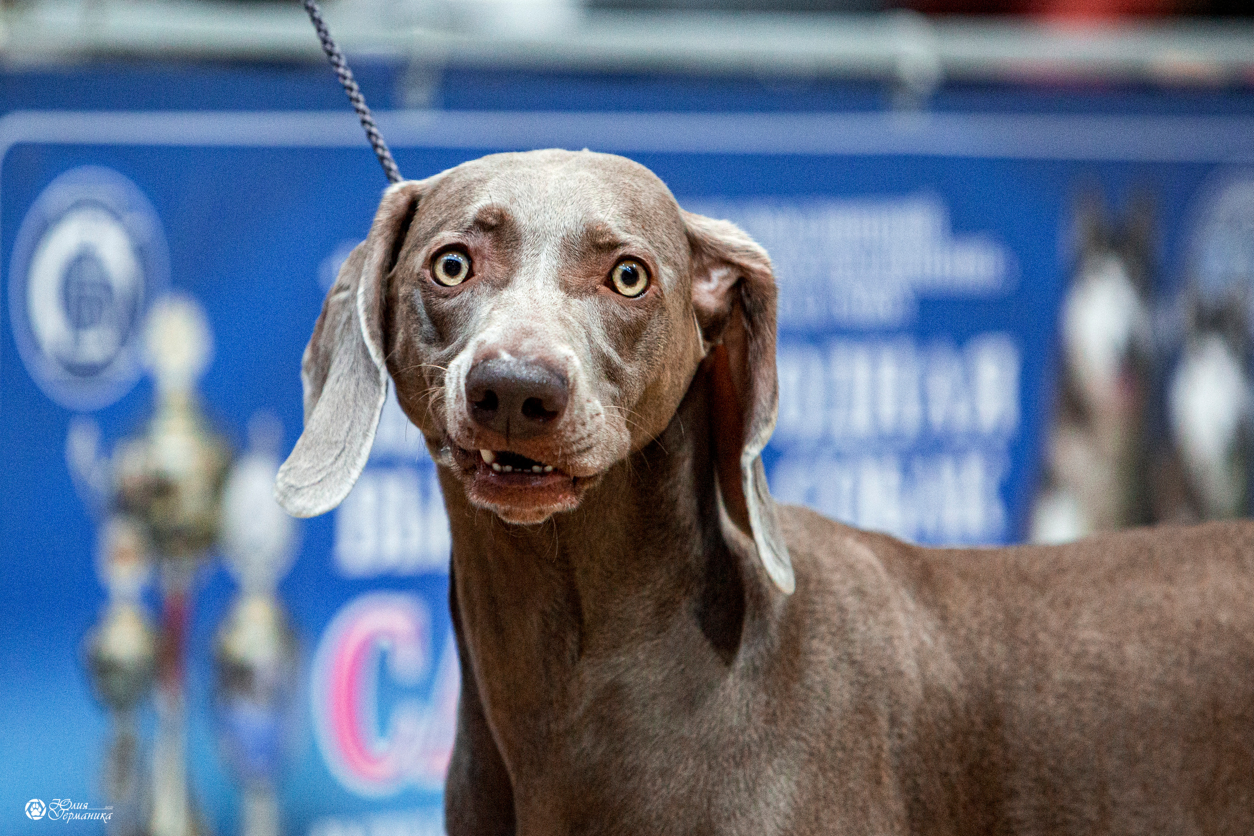 Минск 2хCACIB 27-28 ноября 2021. Фотограф-анималист Юлия Германика