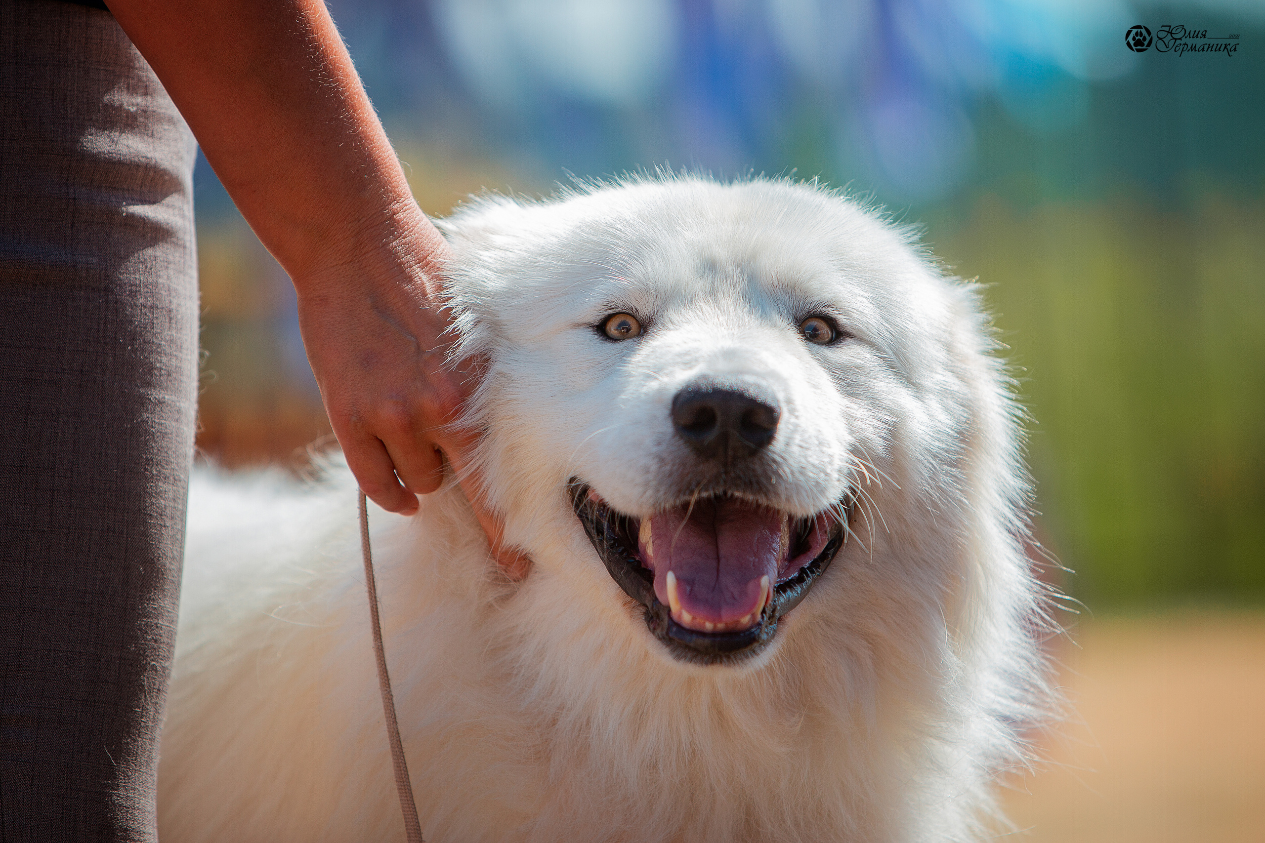 Ярославль CACIB 18 июля 2021. Фотограф-анималист Юлия Германика