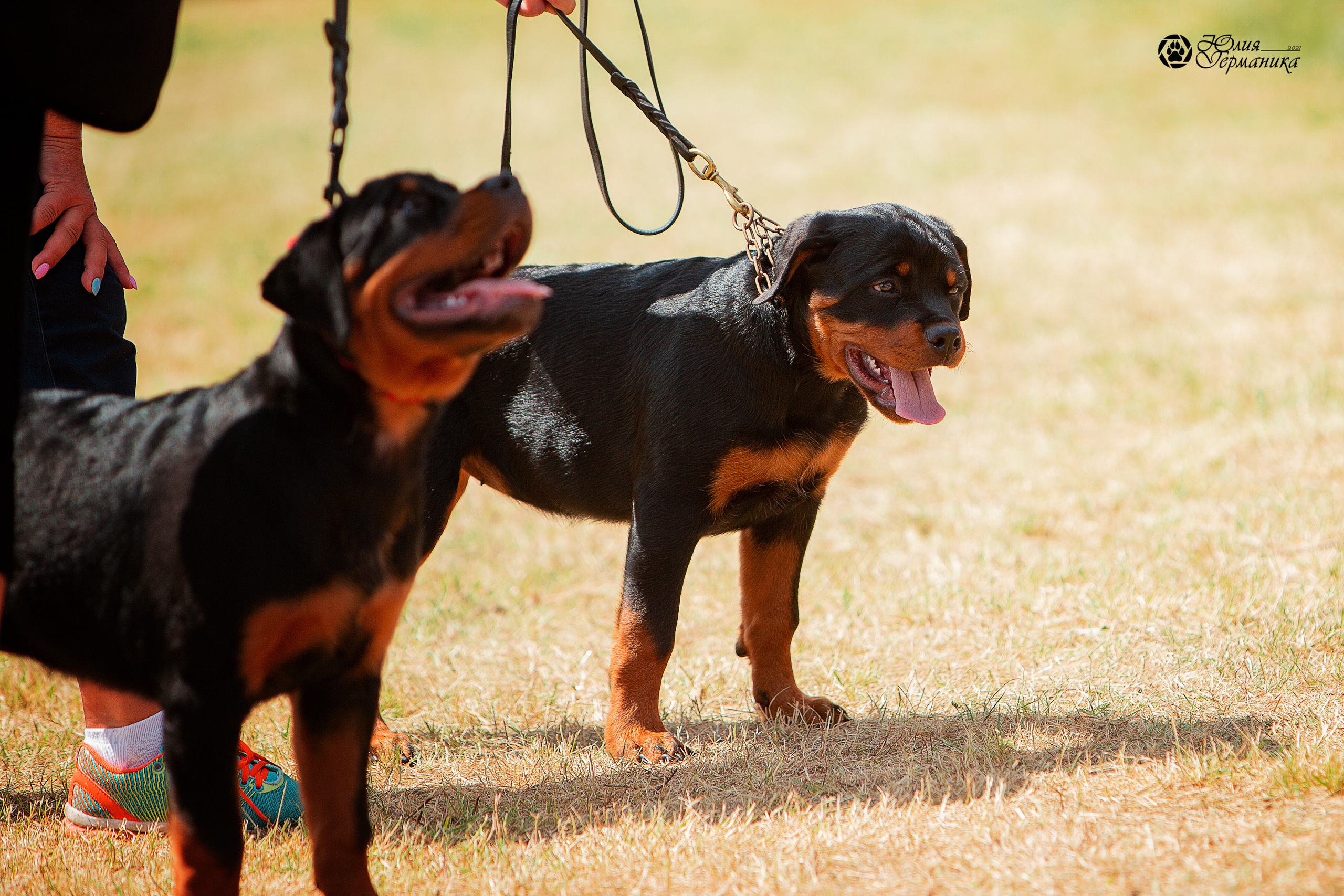 Тверь моно ротвейлеров 3-4 июля 2021. Фотограф-анималист Юлия Германика