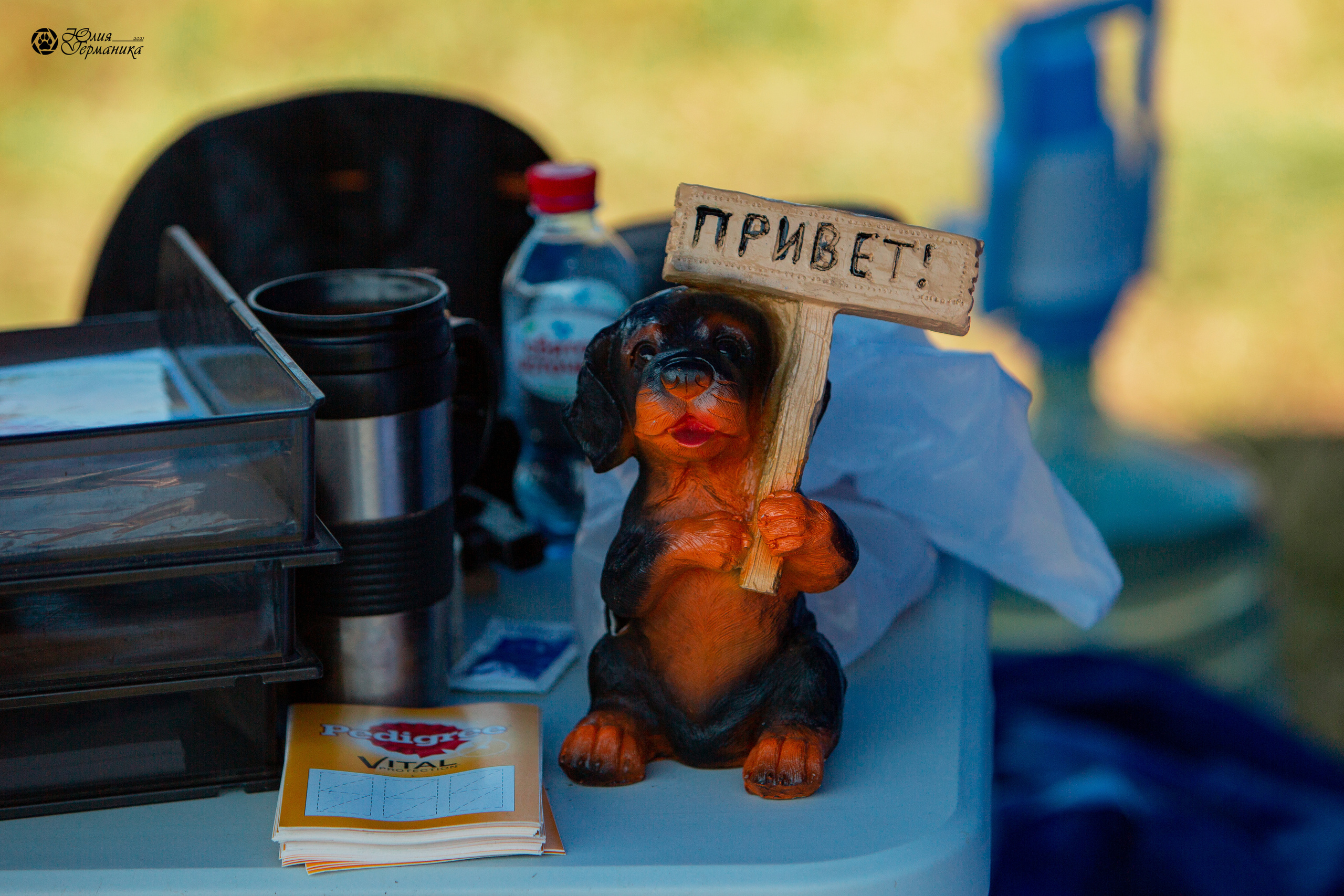 Рязань,Ховрино 14-15 августа 2021 моно ротвейлеров. Фотограф-анималист Юлия Германика