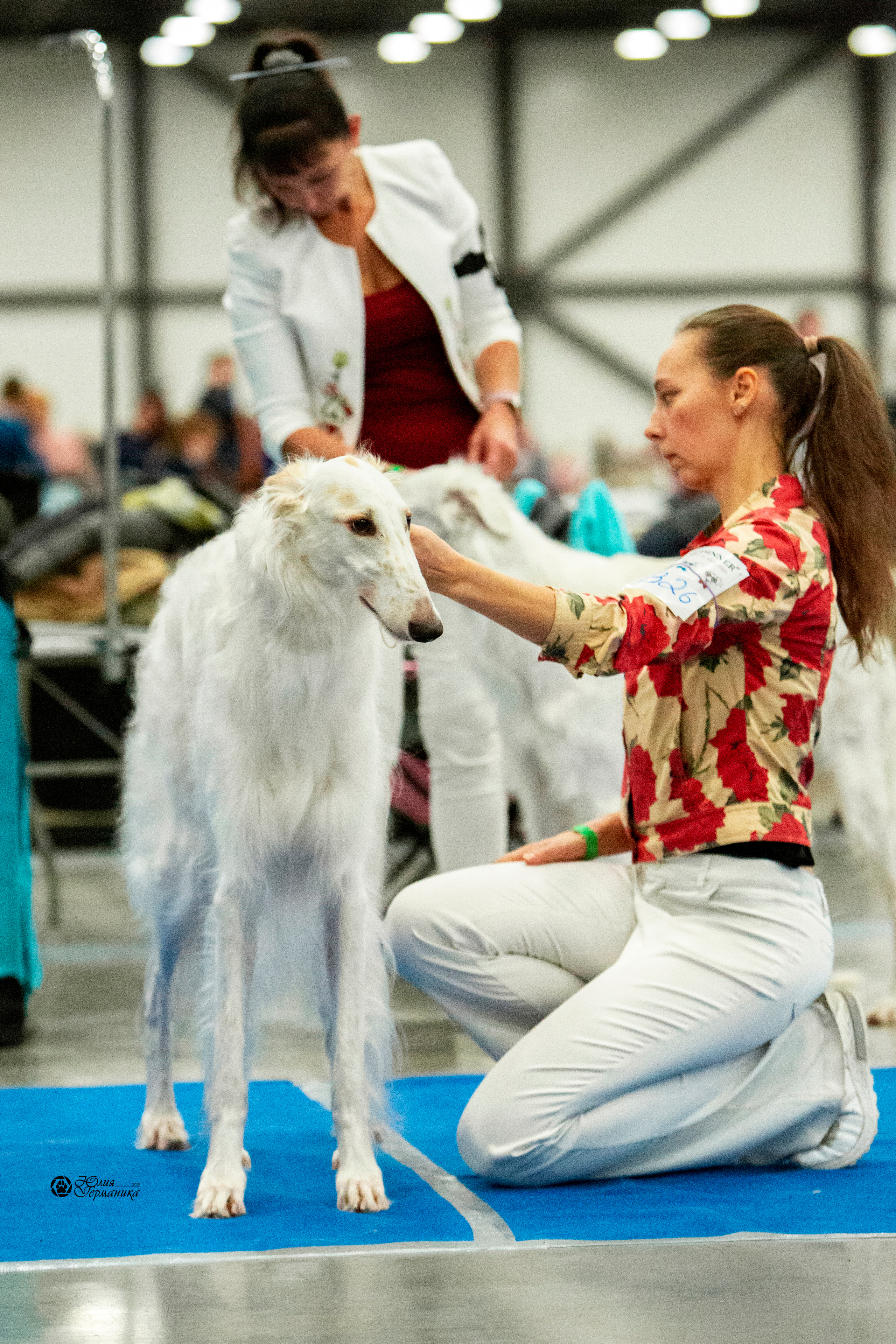Санкт-Петербург 3хCACIB 10-12 декабря 2021. Фотограф-анималист Юлия Германика