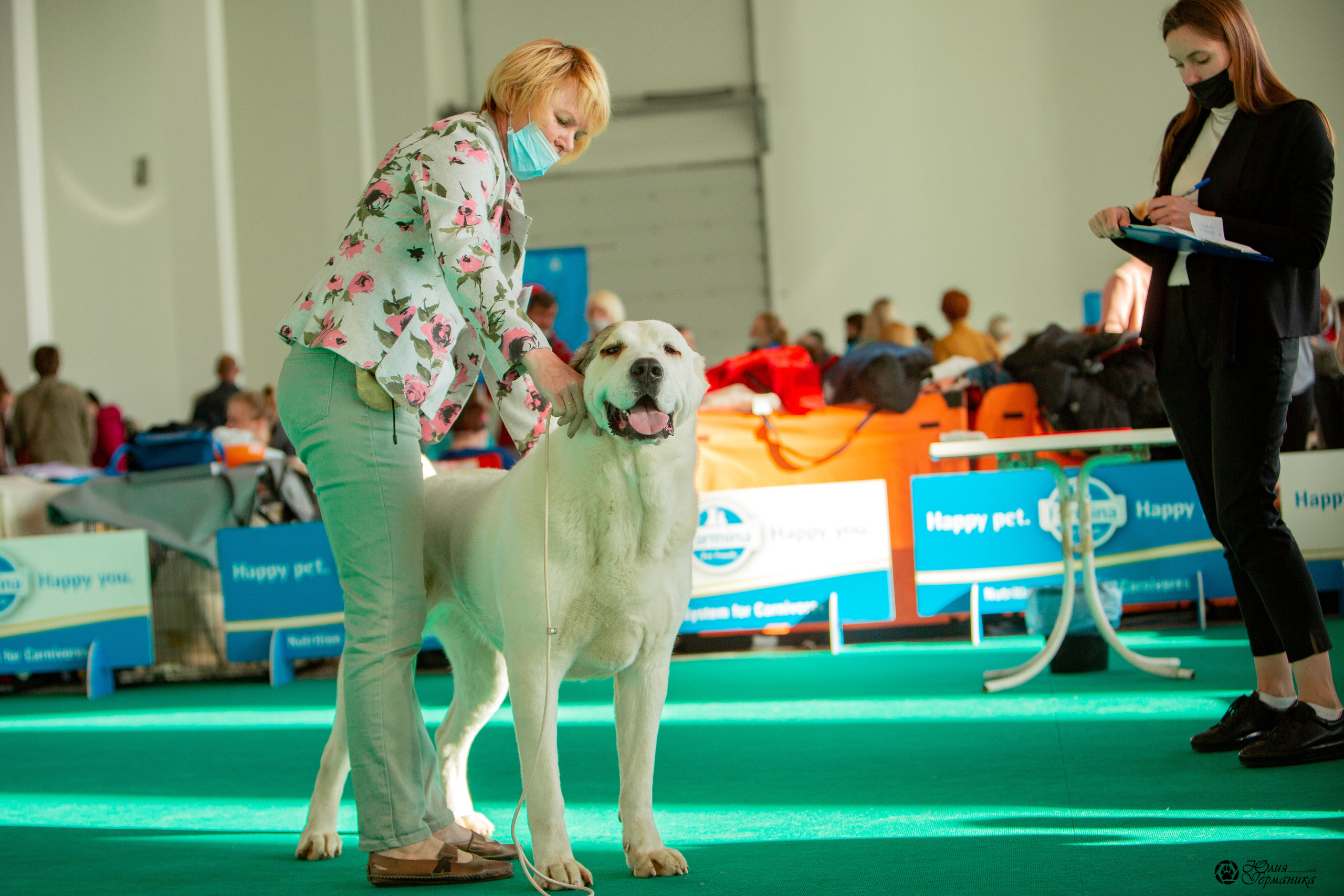 Нижний Новгород 3хCACIB 15-17 октября 2021. Фотограф-анималист Юлия Германика