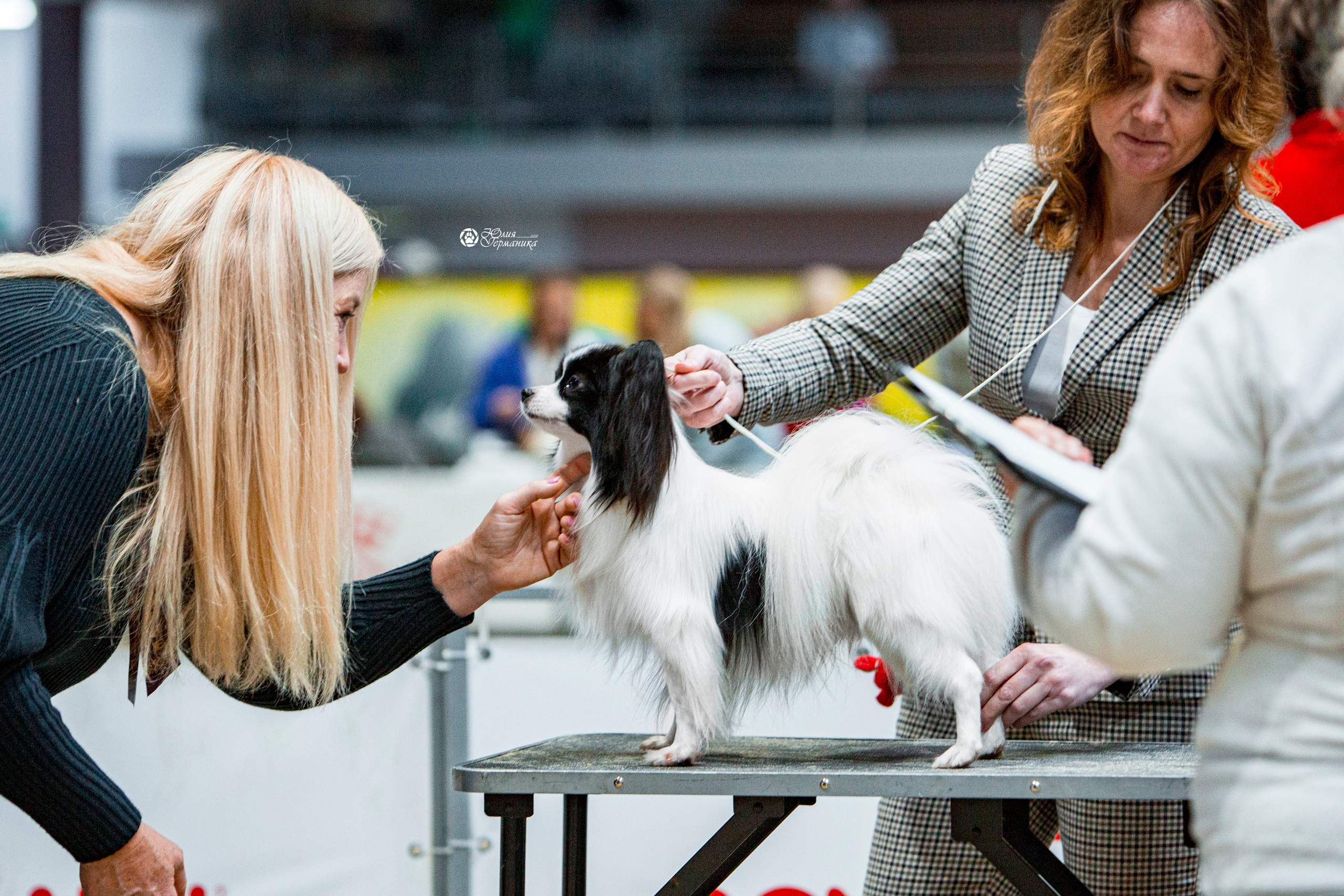 Минск 2хCACIB 27-28 ноября 2021. Фотограф-анималист Юлия Германика