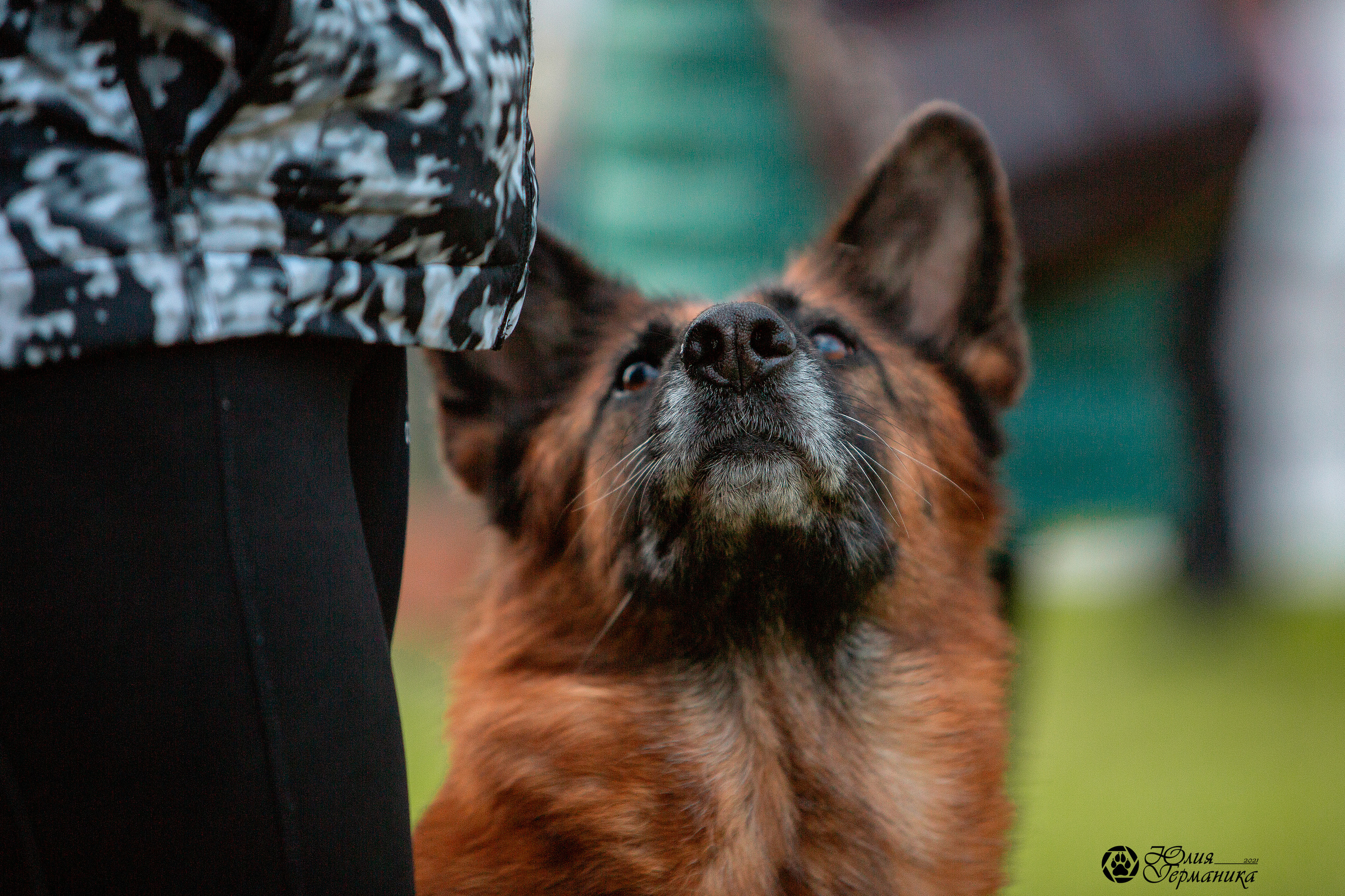 Псков 2xСАСIB 18-19 сентября 2021. Фотограф-анималист Юлия Германика