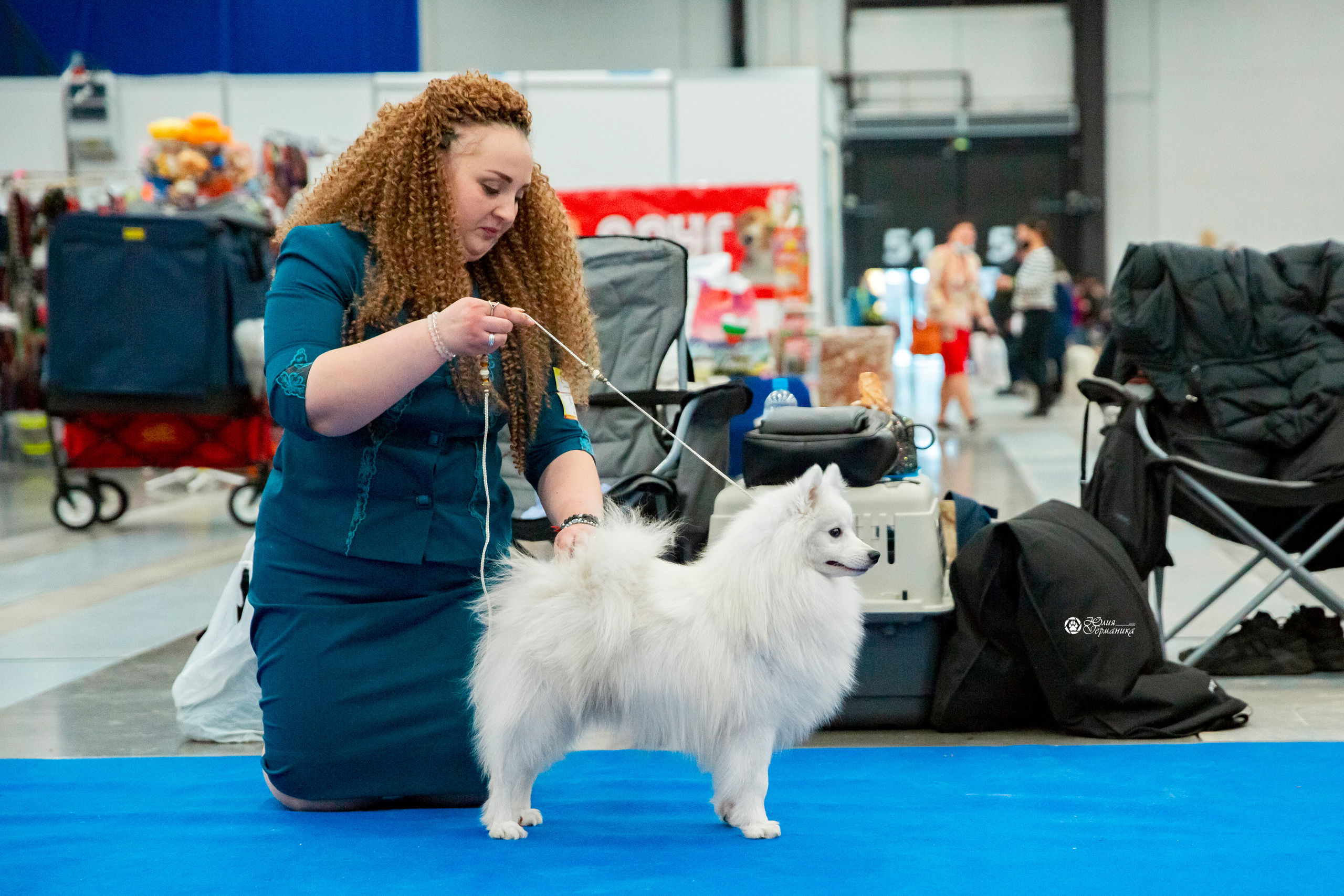 Санкт-Петербург 3хCACIB 10-12 декабря 2021. Фотограф-анималист Юлия Германика