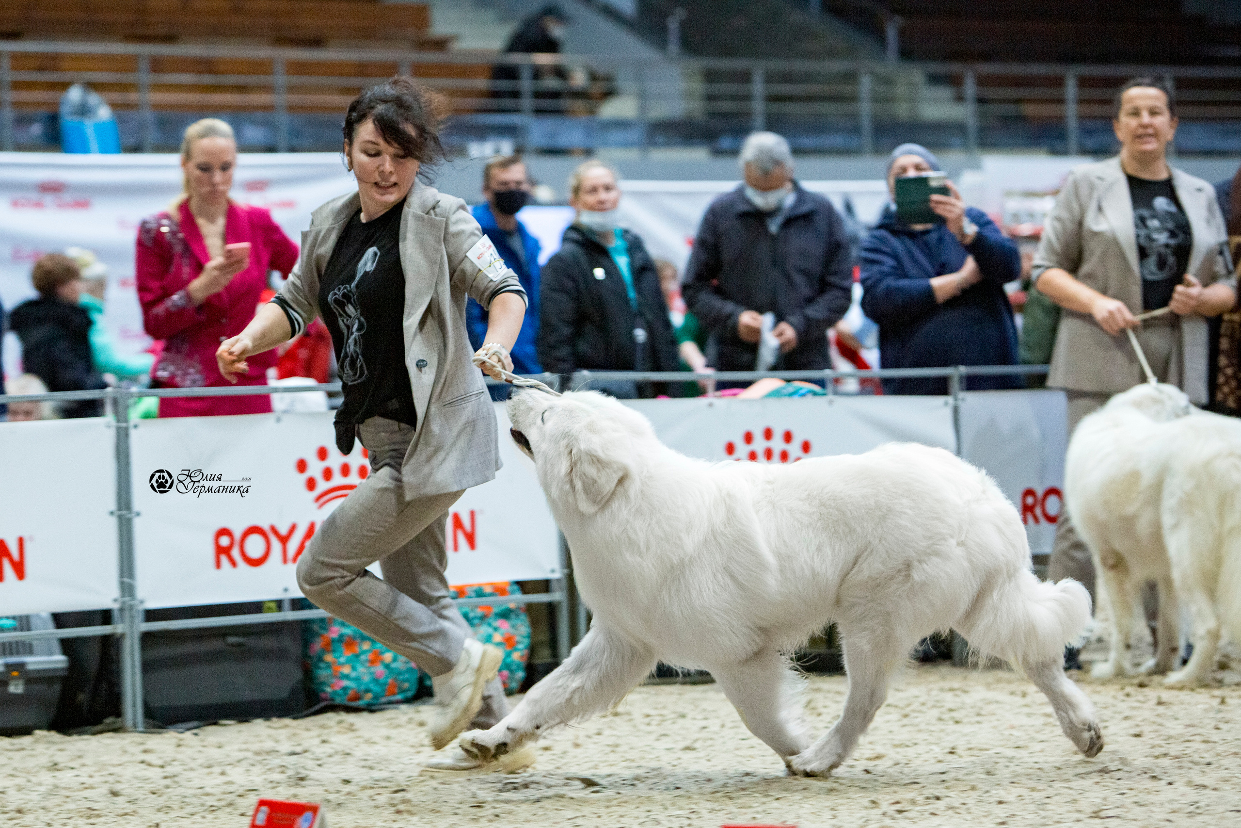 Минск 2хCACIB 27-28 ноября 2021. Фотограф-анималист Юлия Германика