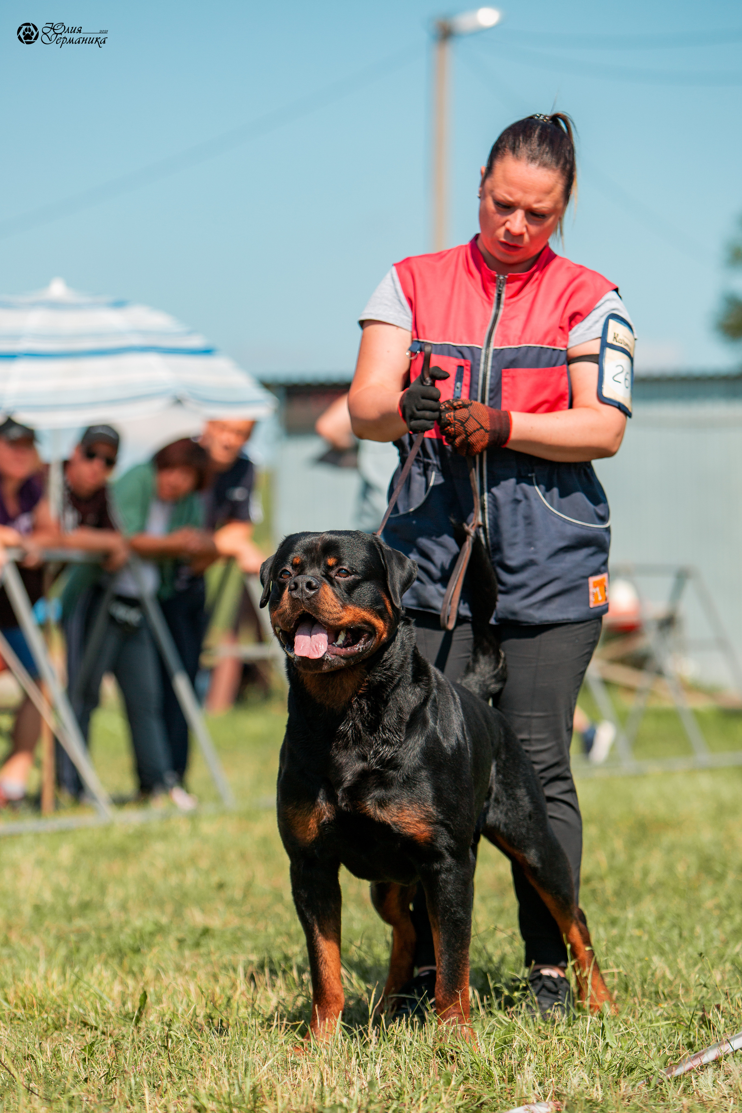 Рязань,Ховрино 14-15 августа 2021 моно ротвейлеров. Фотограф-анималист Юлия Германика