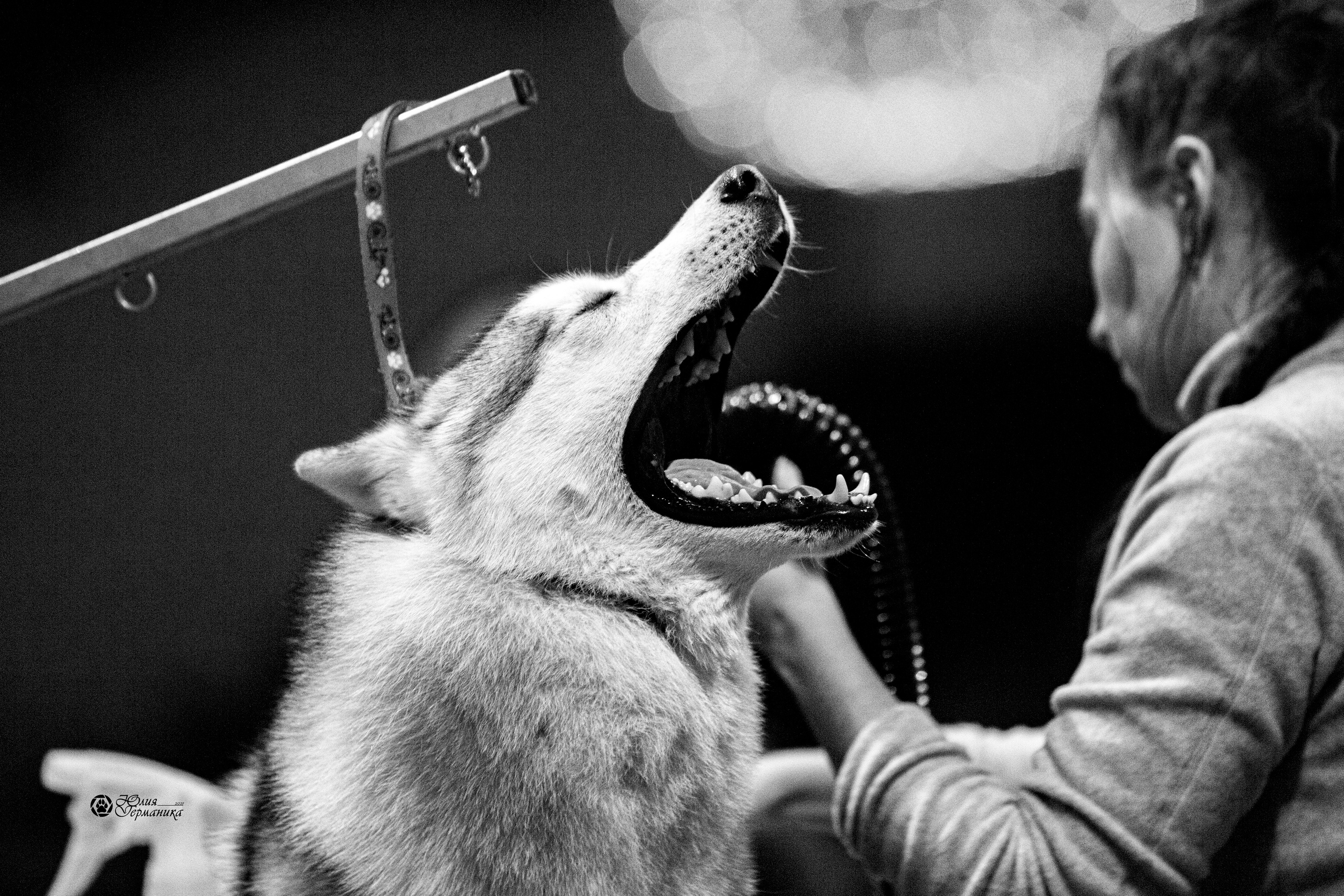 Минск 2хCACIB 27-28 ноября 2021. Фотограф-анималист Юлия Германика