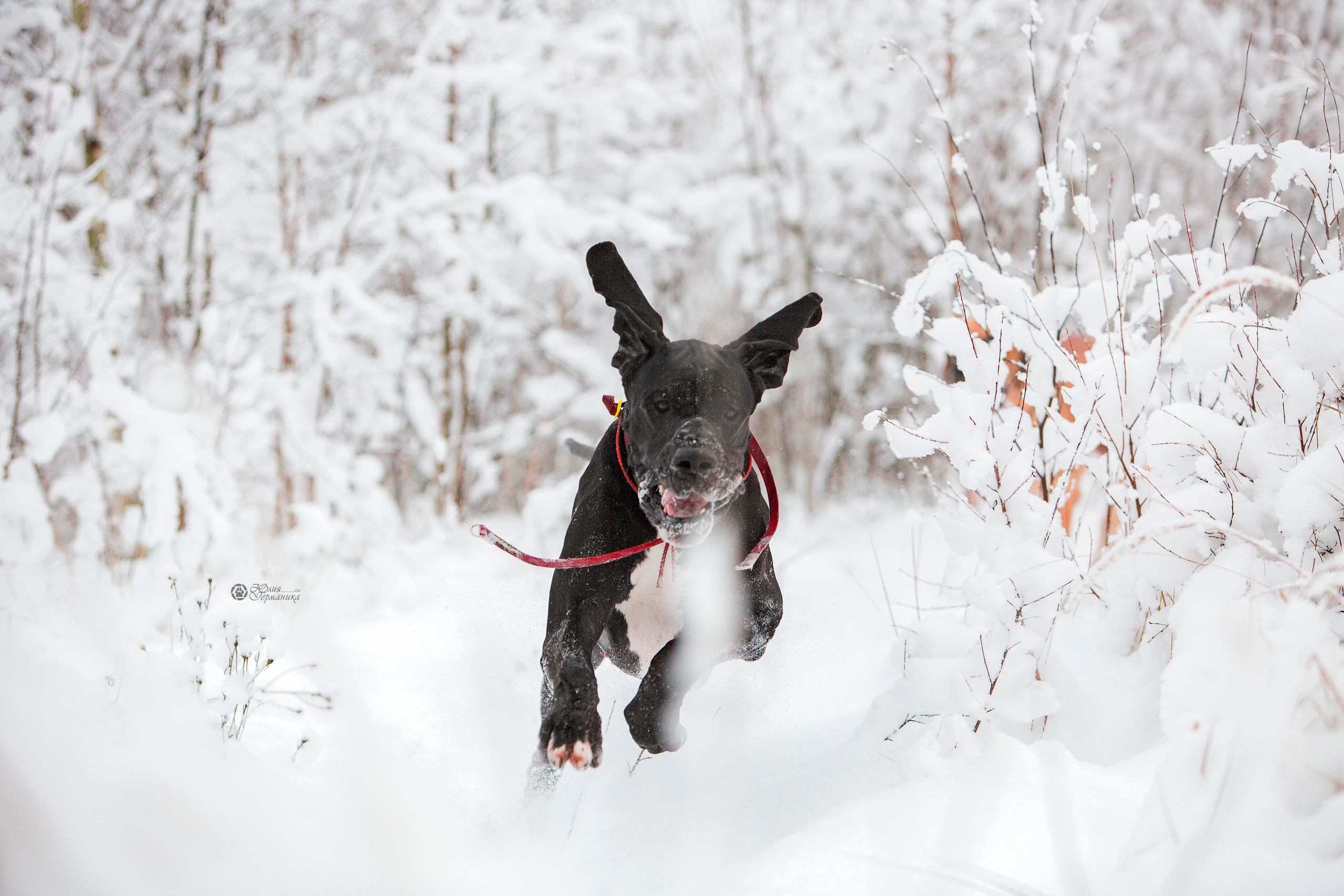 Свободная съемка. Фотограф-анималист Юлия Германика