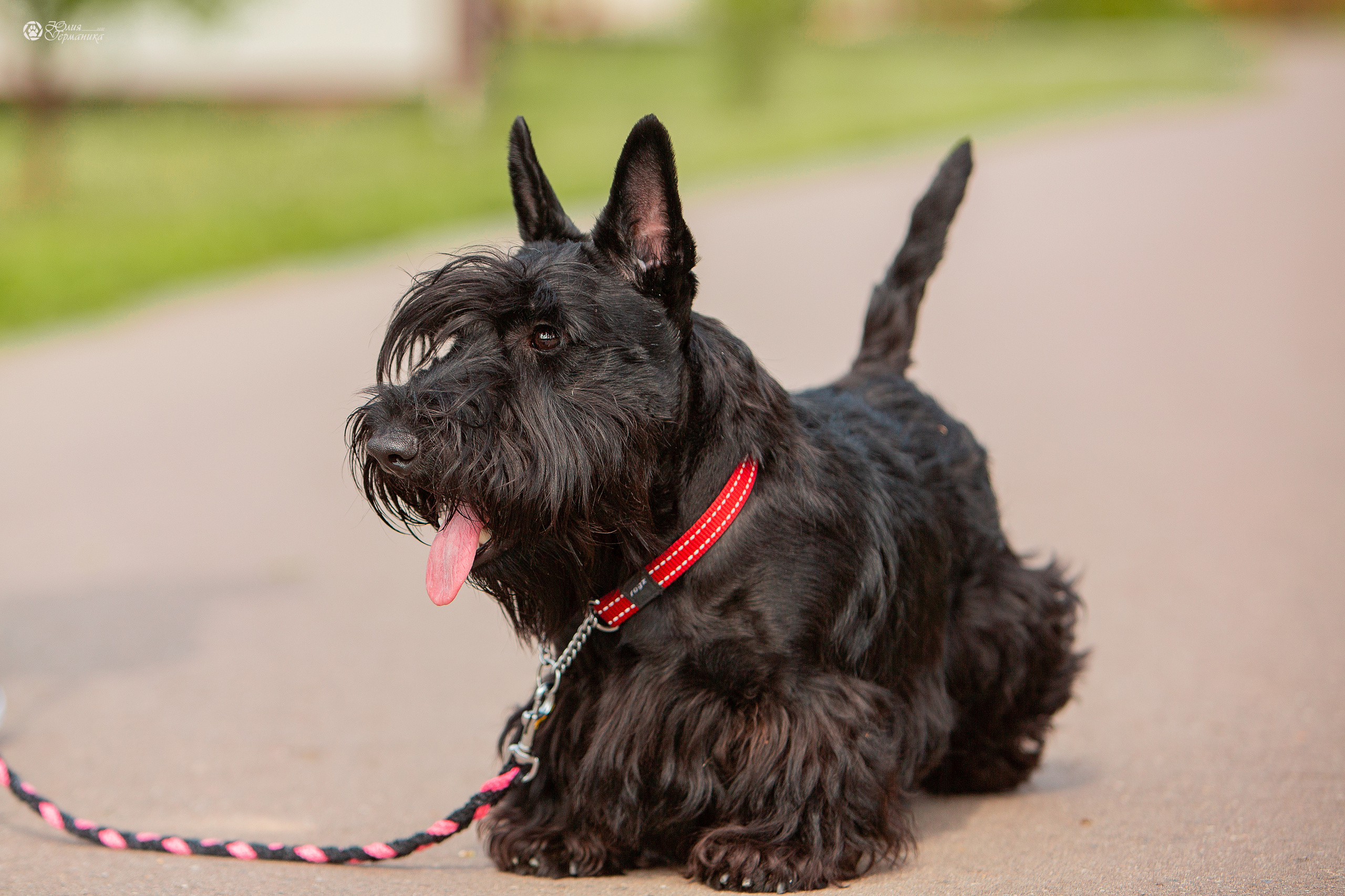 Свободная съемка. Фотограф-анималист Юлия Германика