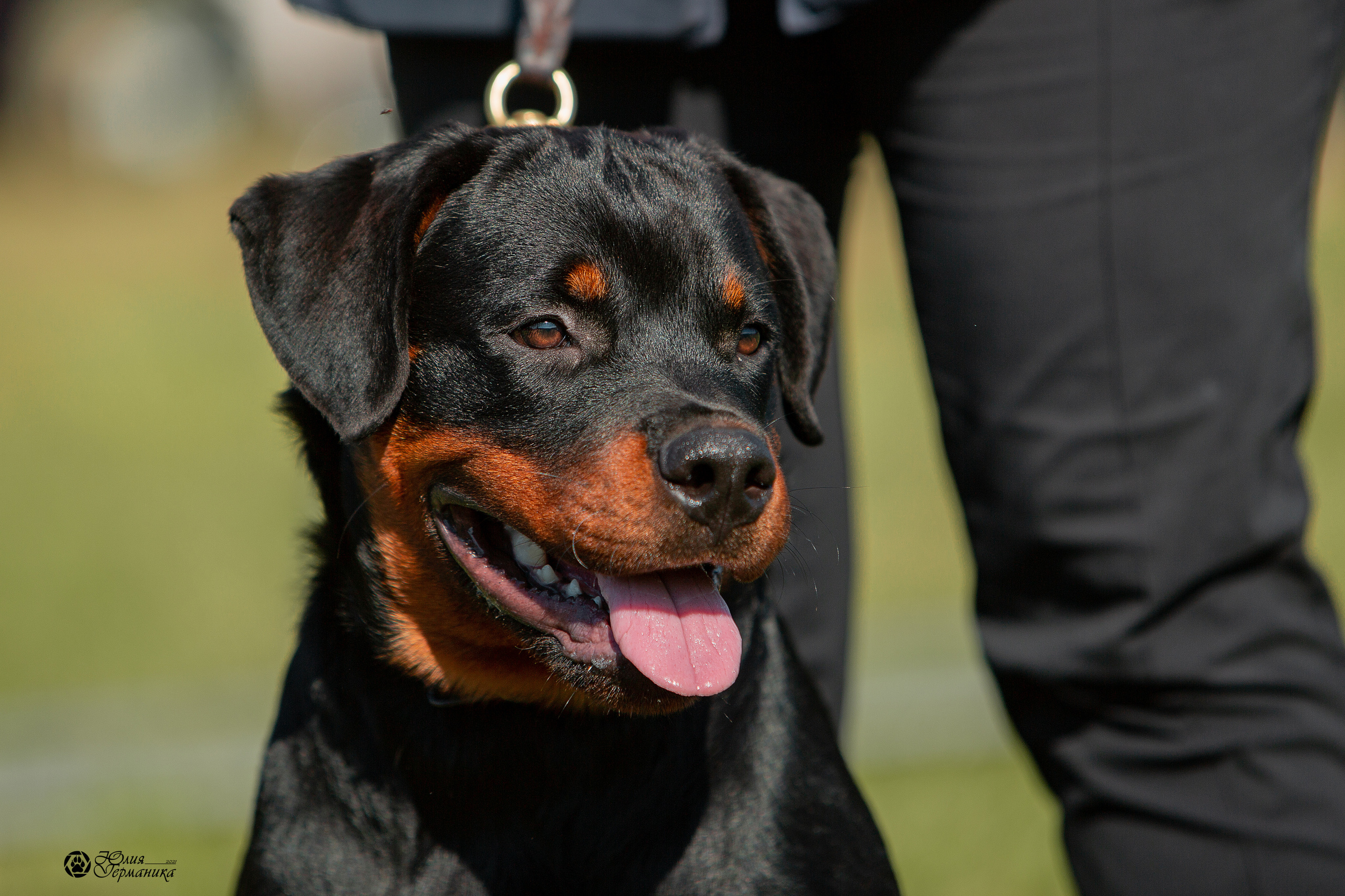 Рязань,Ховрино 14-15 августа 2021 моно ротвейлеров. Фотограф-анималист Юлия Германика