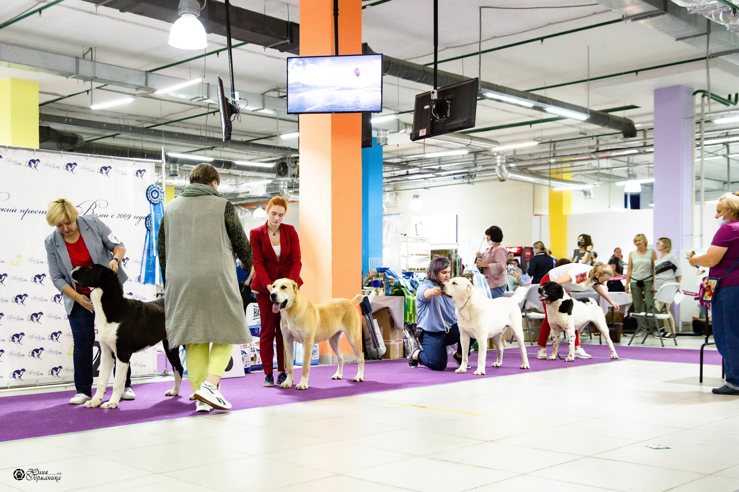 Чайна-Таун 2021. Фотограф-анималист Юлия Германика