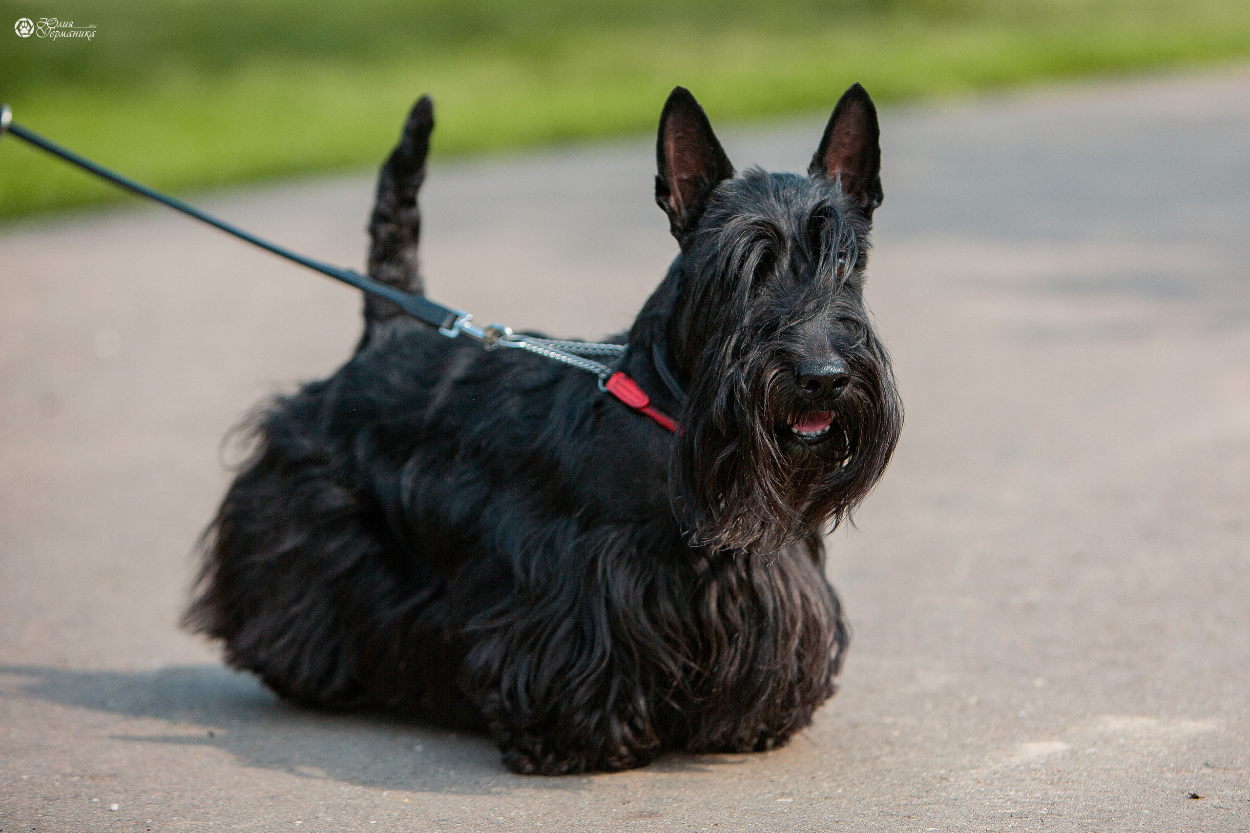 Свободная съемка. Фотограф-анималист Юлия Германика