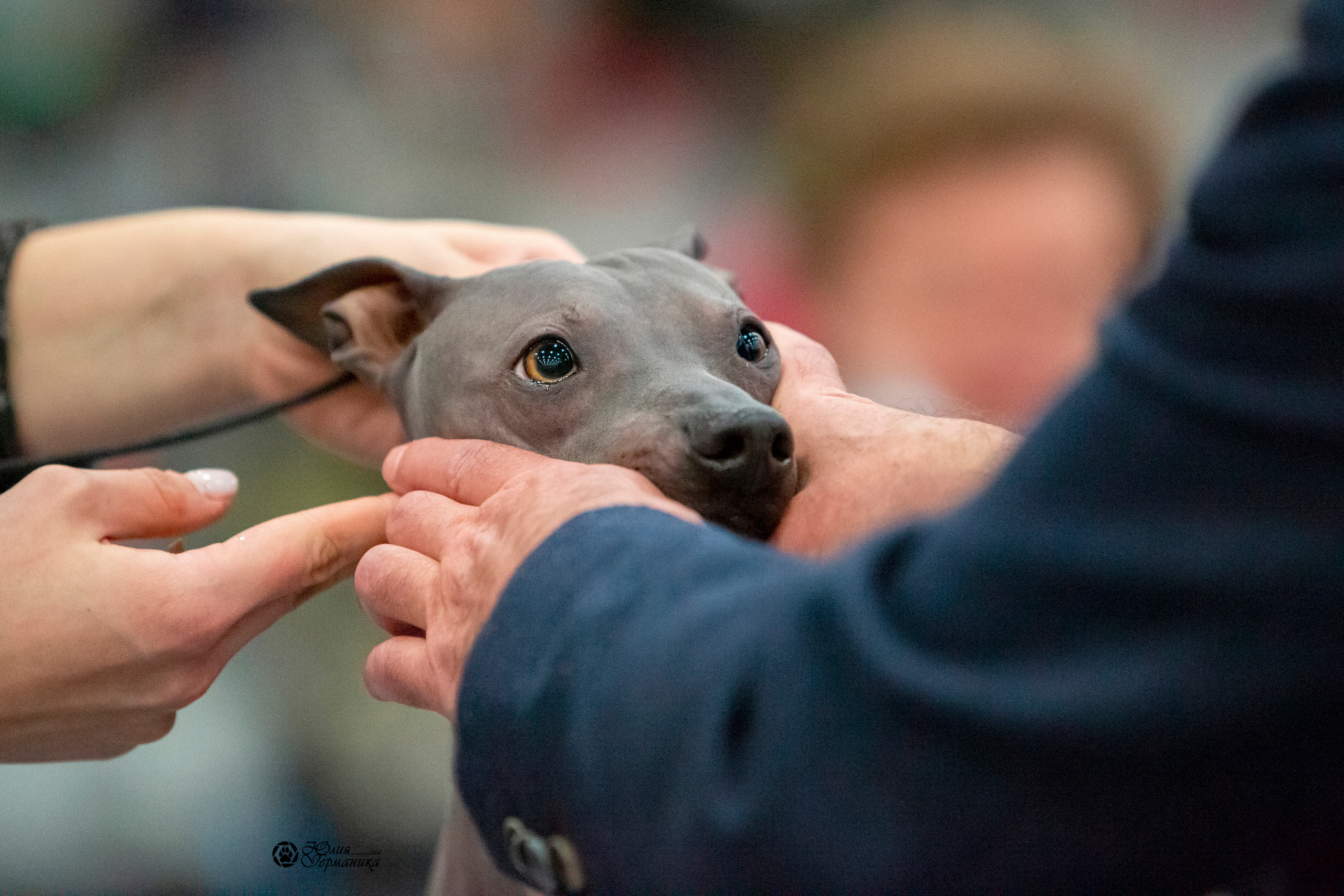 Санкт-Петербург 3хCACIB 10-12 декабря 2021. Фотограф-анималист Юлия Германика
