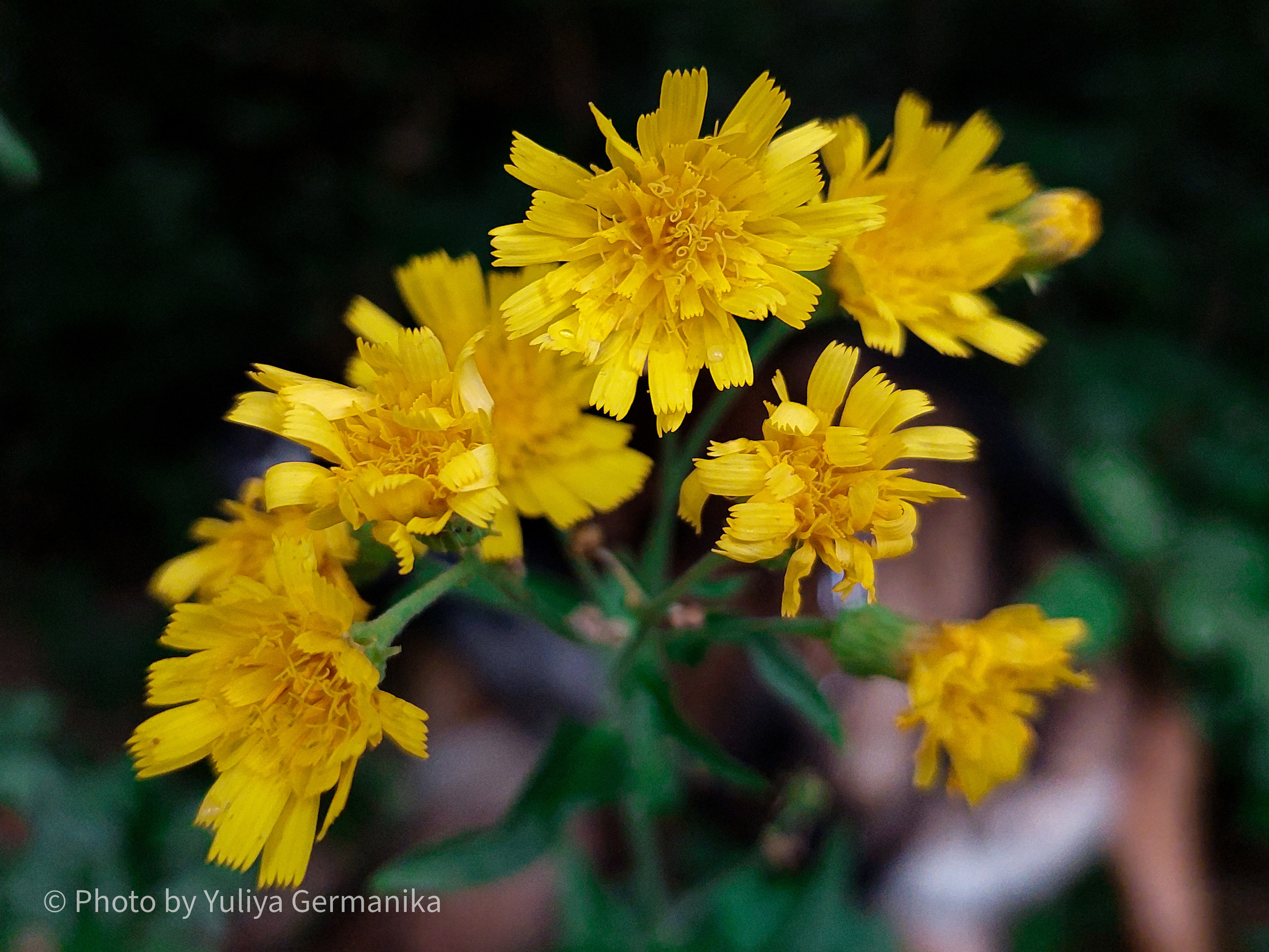 Разные фото на телефон.Города,природа. Фотограф-анималист Юлия Германика