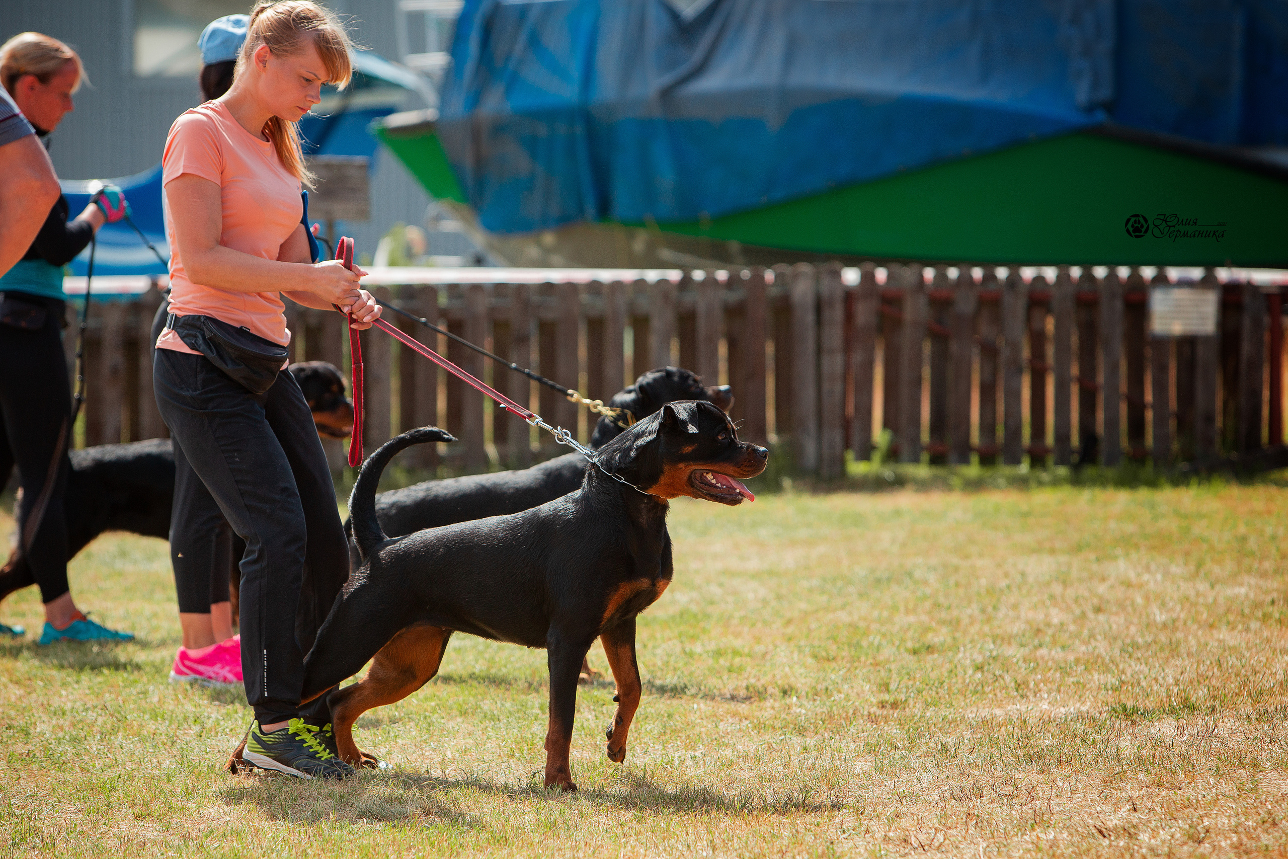 Тверь моно ротвейлеров 3-4 июля 2021. Фотограф-анималист Юлия Германика