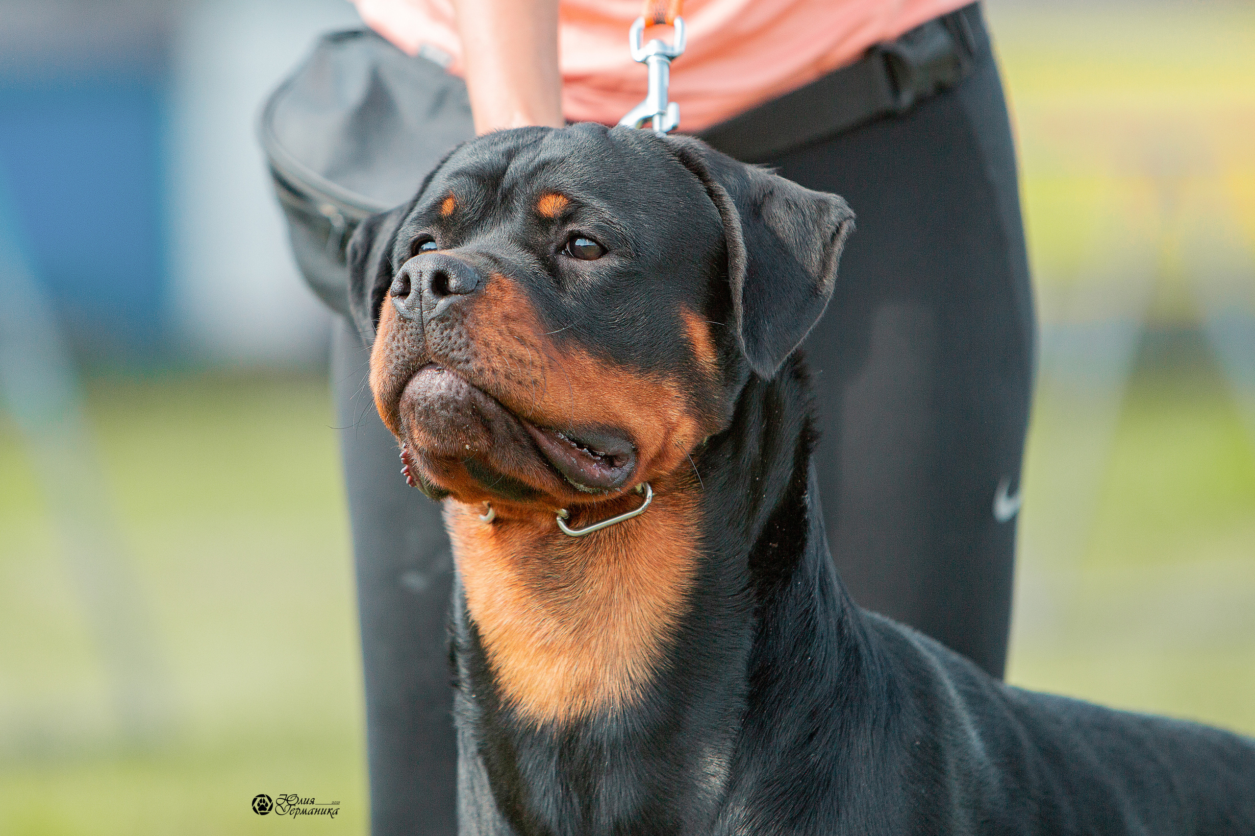 Рязань,Ховрино 14-15 августа 2021 моно ротвейлеров. Фотограф-анималист Юлия Германика