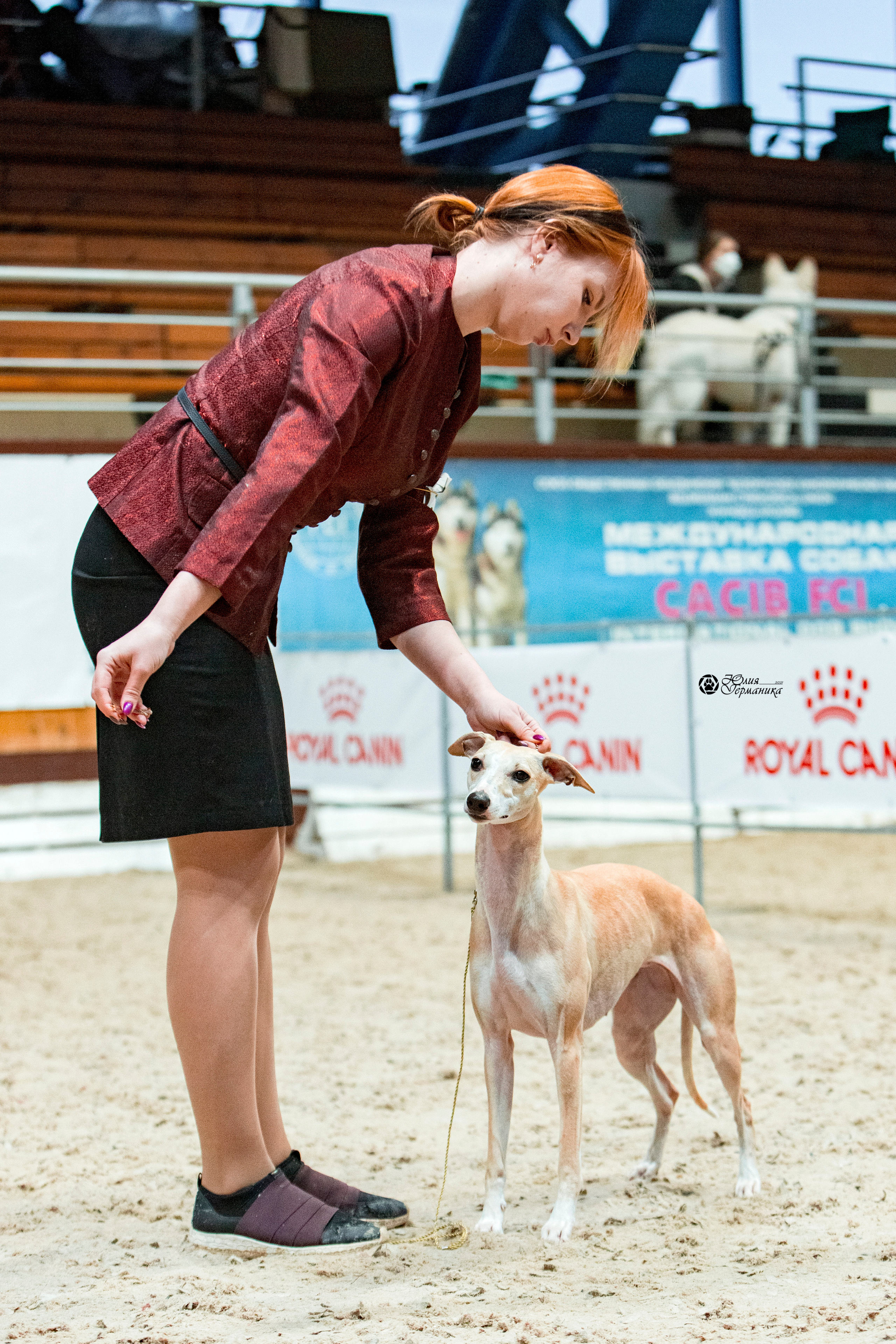 Минск 2хCACIB 27-28 ноября 2021. Фотограф-анималист Юлия Германика