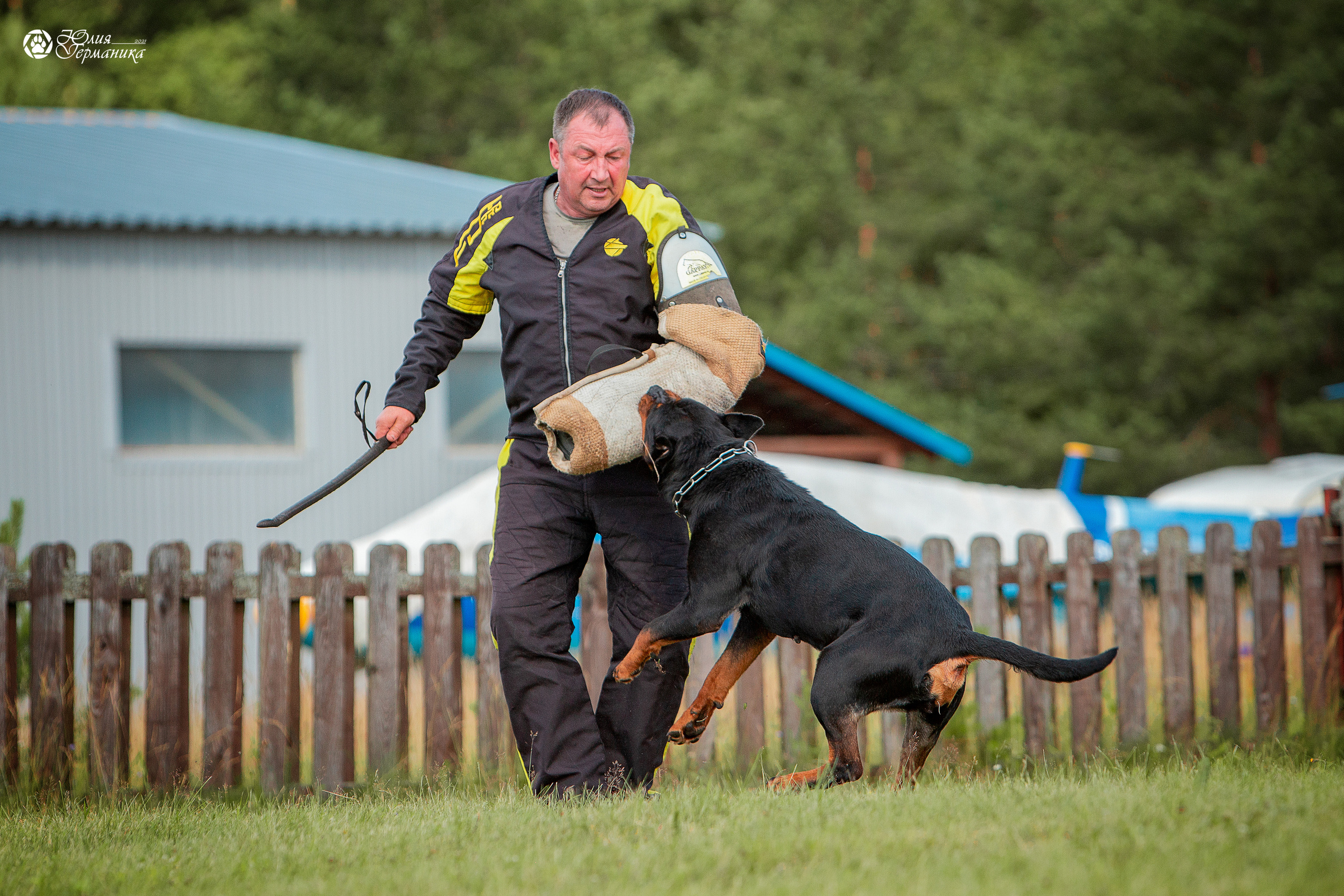 Тверь моно ротвейлеров 3-4 июля 2021. Фотограф-анималист Юлия Германика