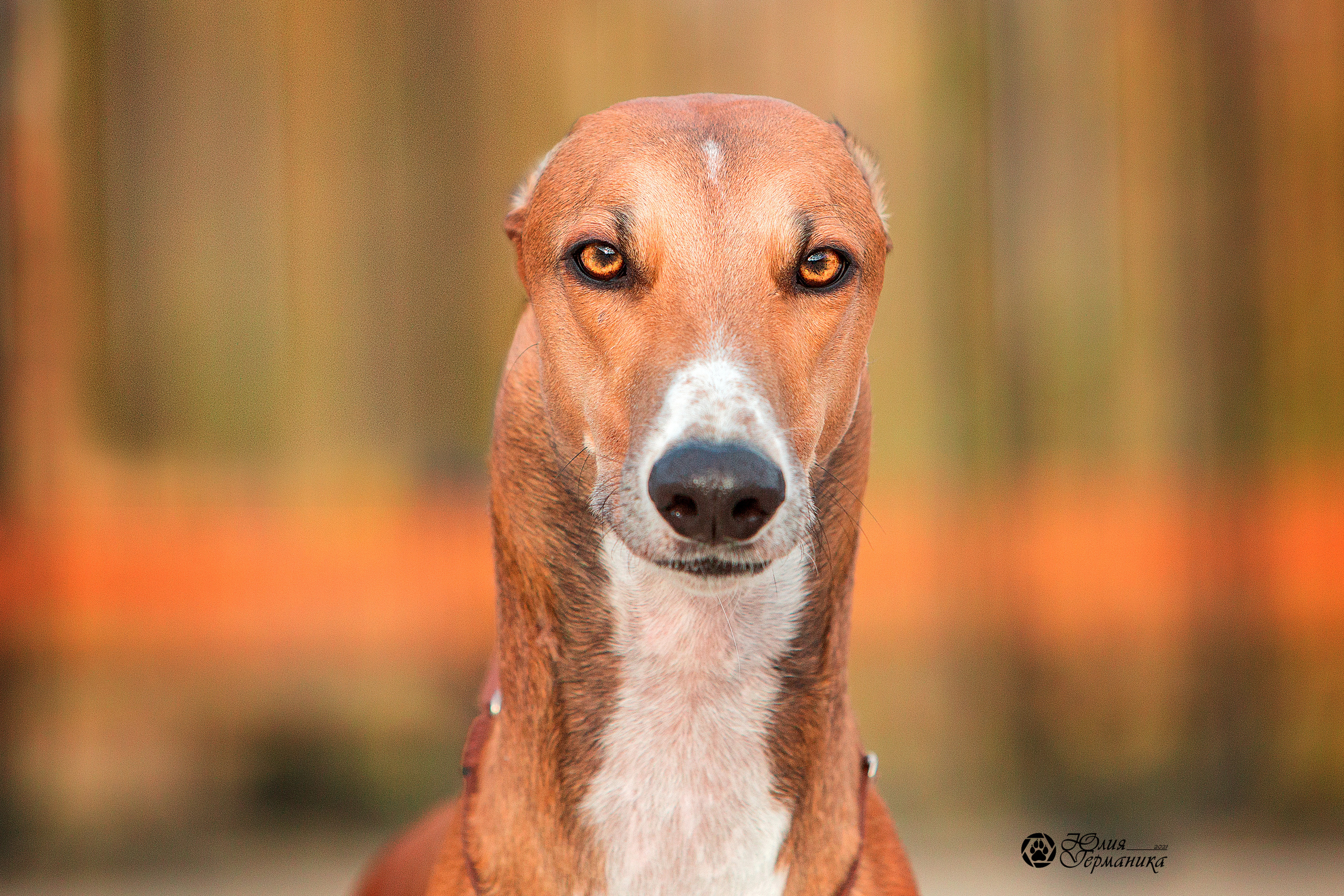 Нижний Новгород 3хCACIB 15-17 октября 2021. Фотограф-анималист Юлия Германика