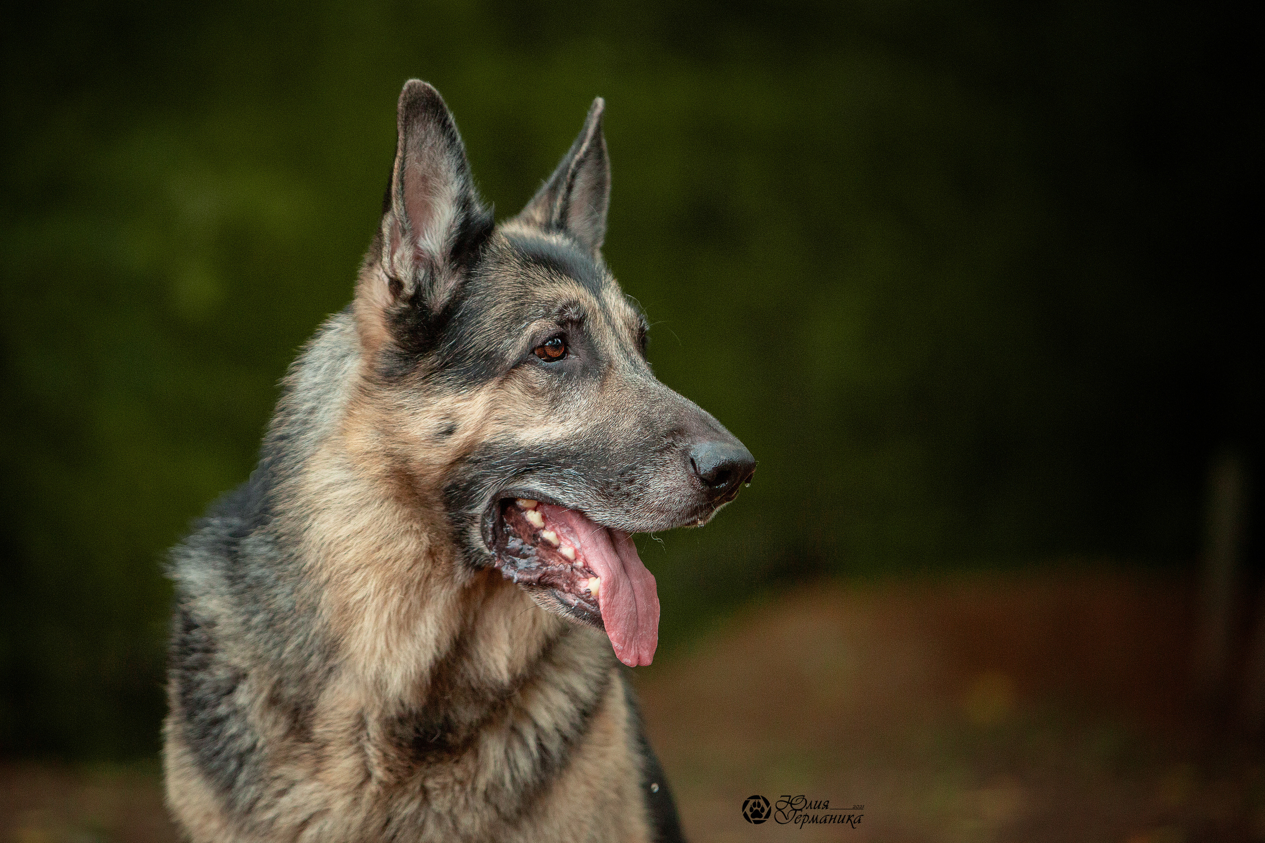 Свободная съемка. Фотограф-анималист Юлия Германика