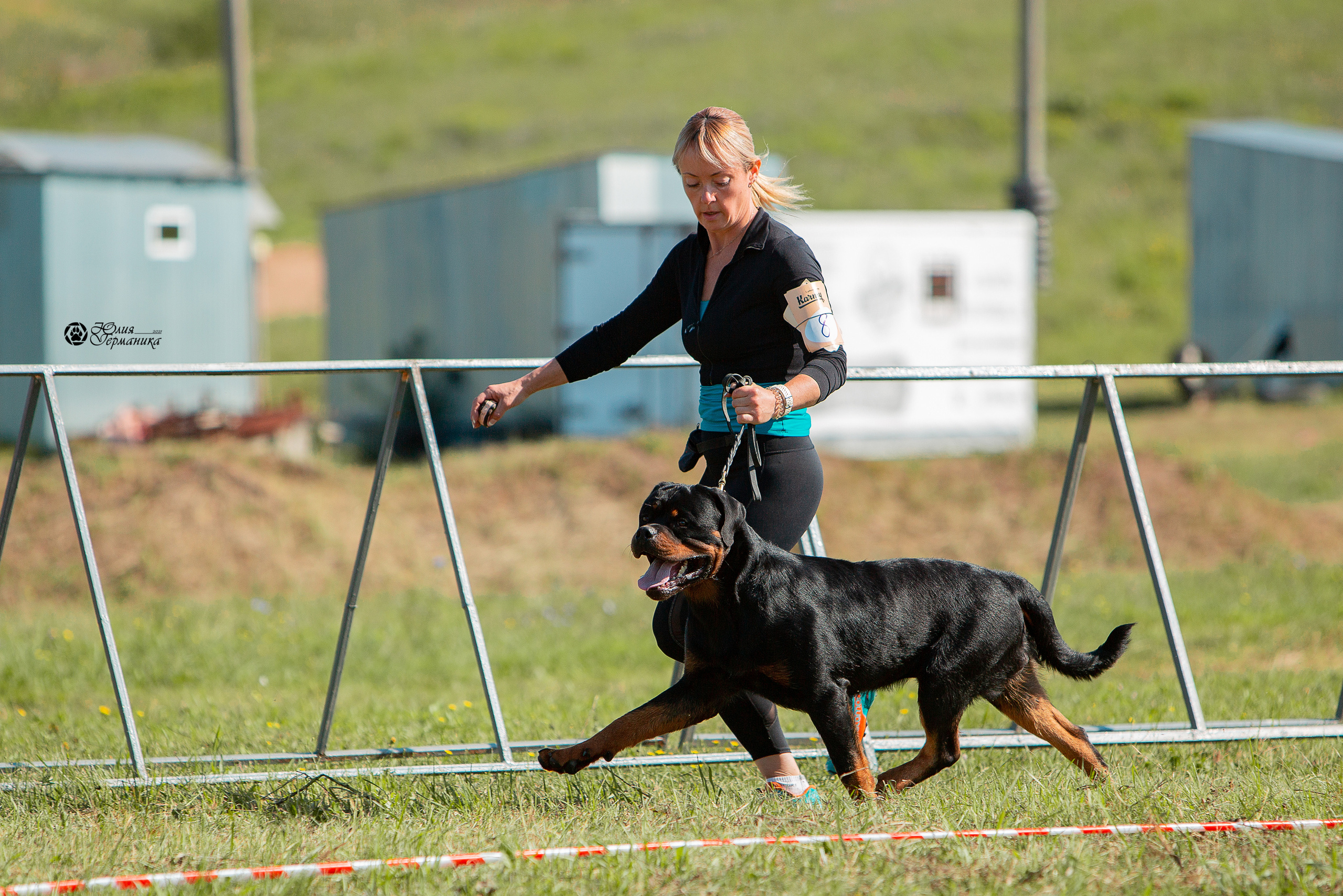 Рязань,Ховрино 14-15 августа 2021 моно ротвейлеров. Фотограф-анималист Юлия Германика