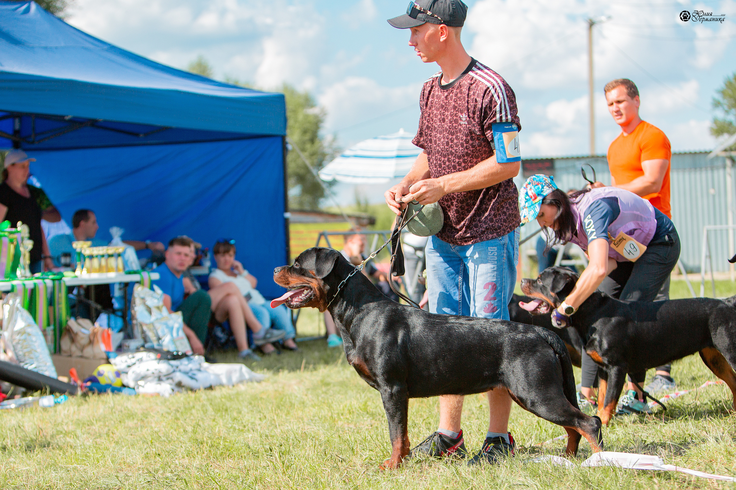 Рязань,Ховрино 14-15 августа 2021 моно ротвейлеров. Фотограф-анималист Юлия Германика