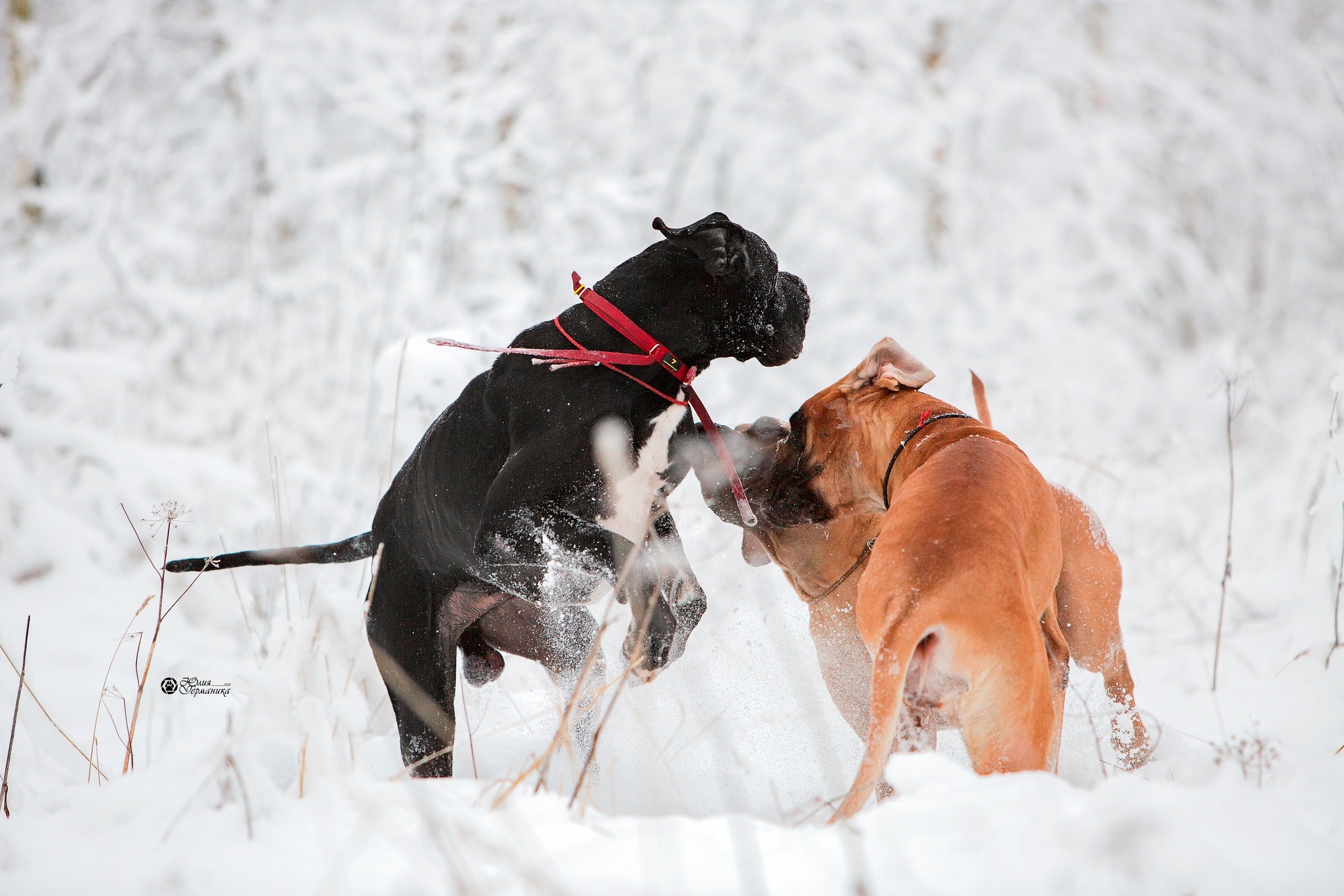 Свободная съемка. Фотограф-анималист Юлия Германика