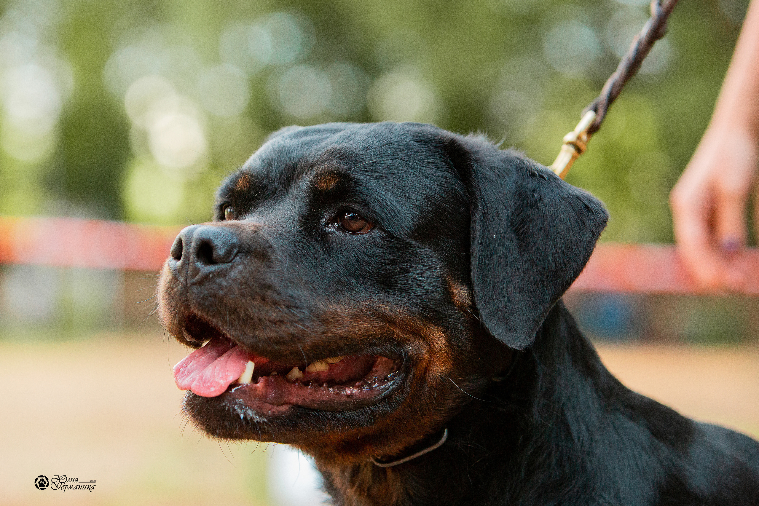 Рязань,Ховрино 14-15 августа 2021 моно ротвейлеров. Фотограф-анималист Юлия Германика