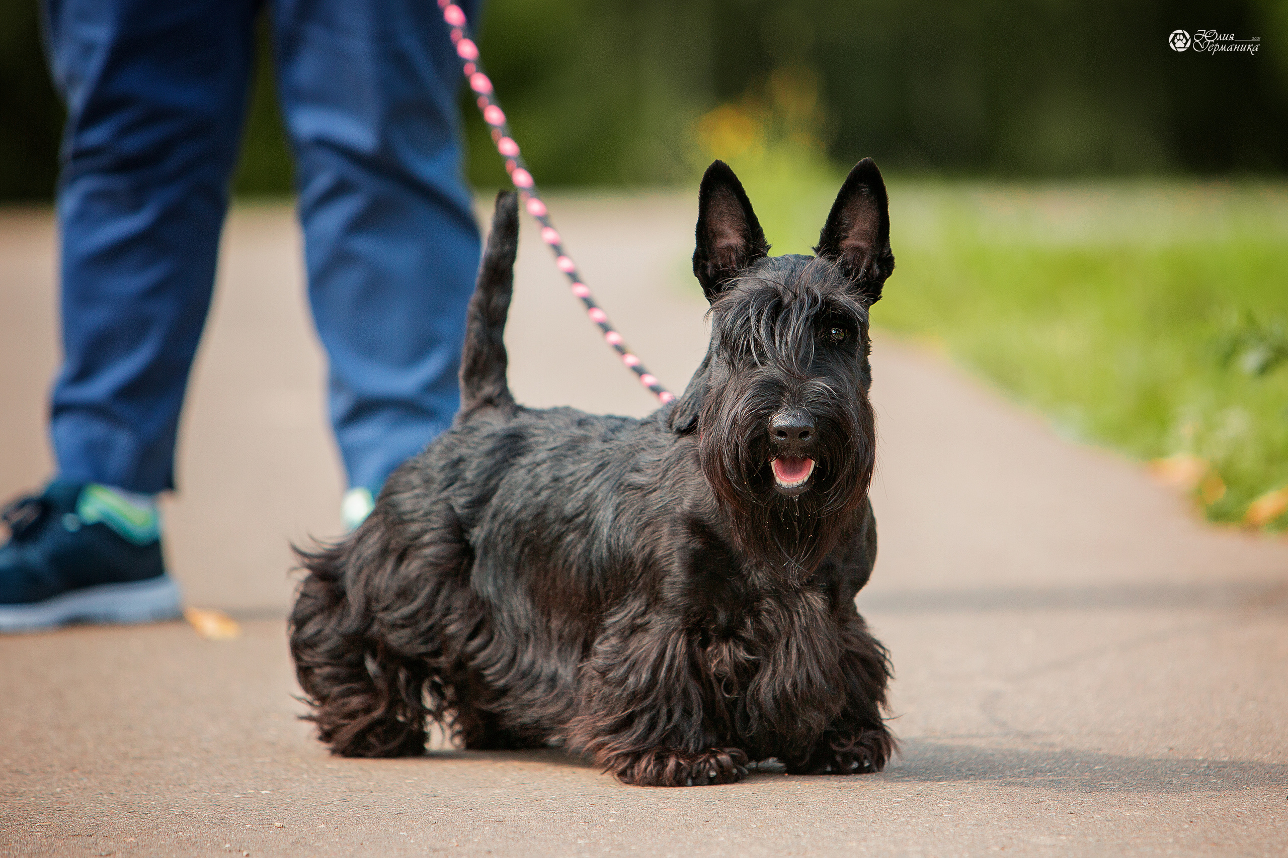 Свободная съемка. Фотограф-анималист Юлия Германика