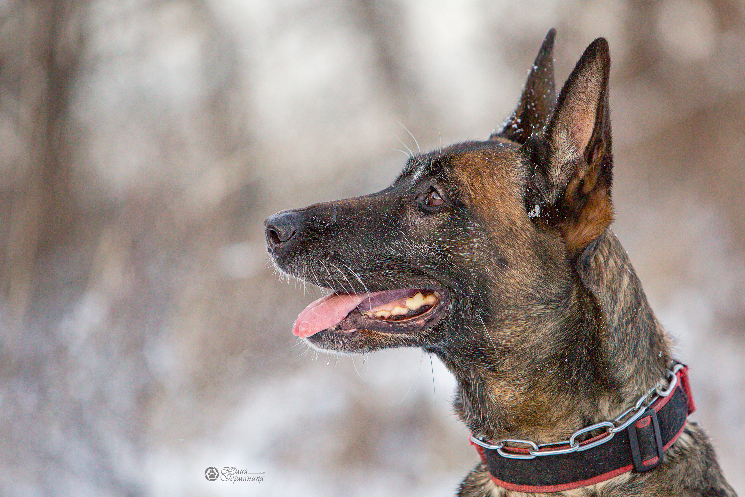 Свободная съемка. Фотограф-анималист Юлия Германика
