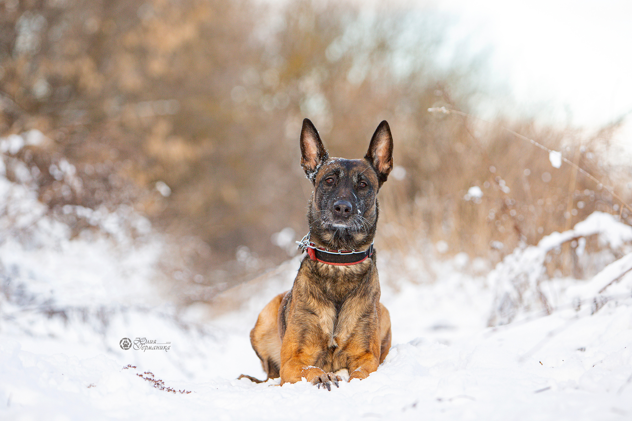 Свободная съемка. Фотограф-анималист Юлия Германика