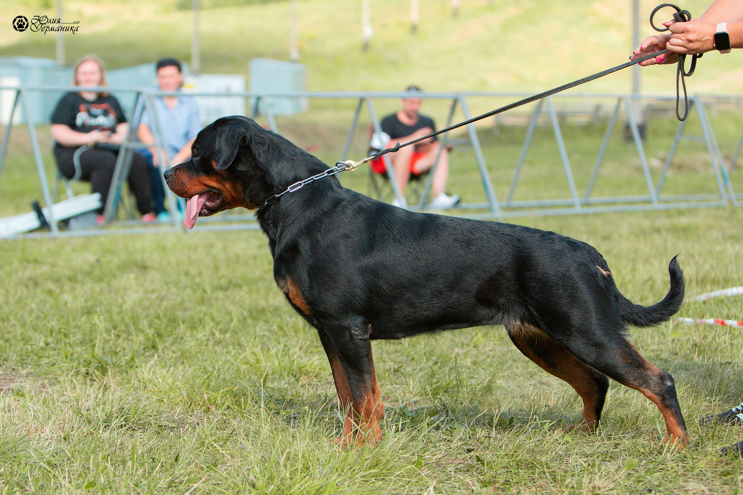 Монопородные выставки. Фотограф-анималист Юлия Германика
