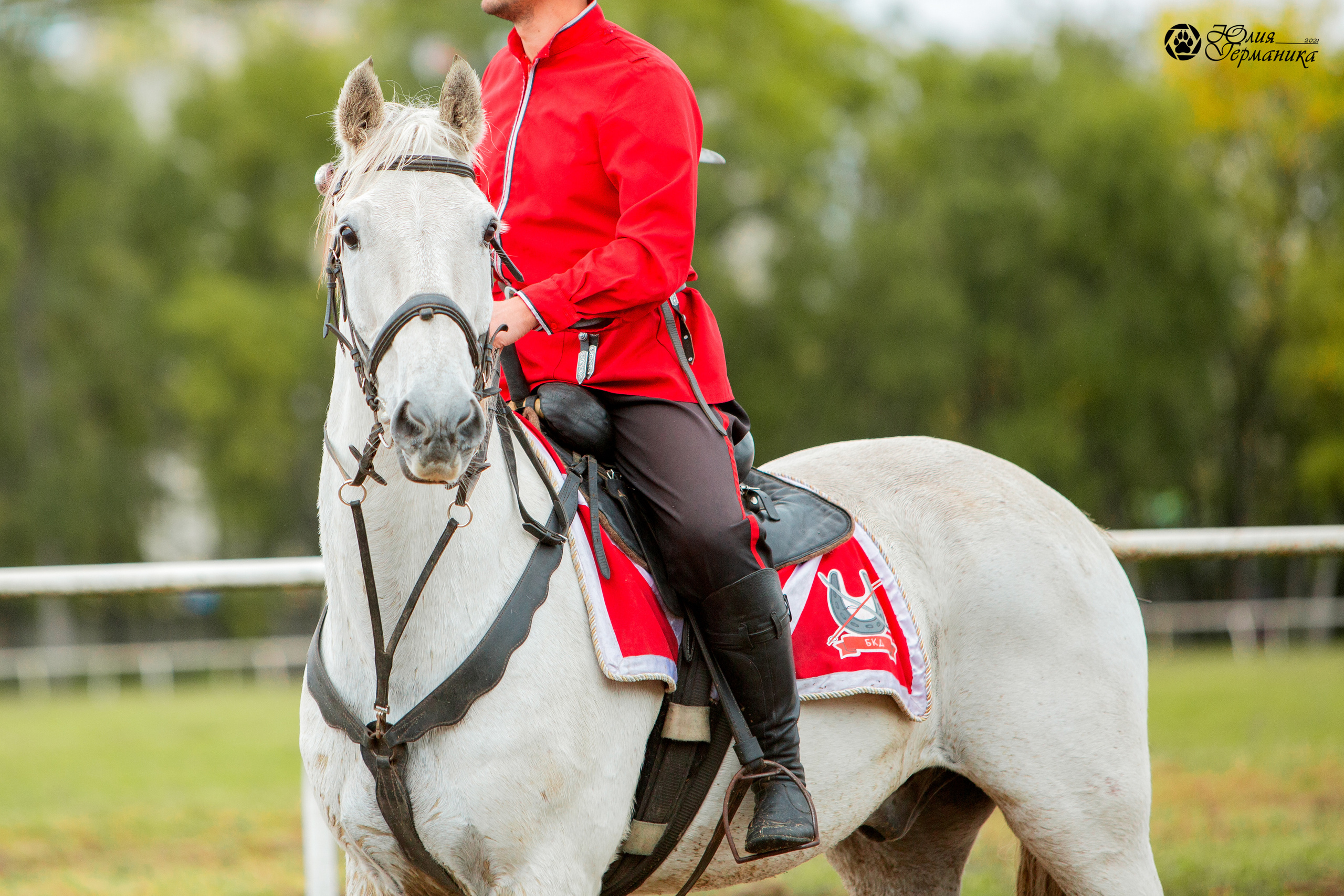 Съёмки с лошадьми. Фотограф-анималист Юлия Германика