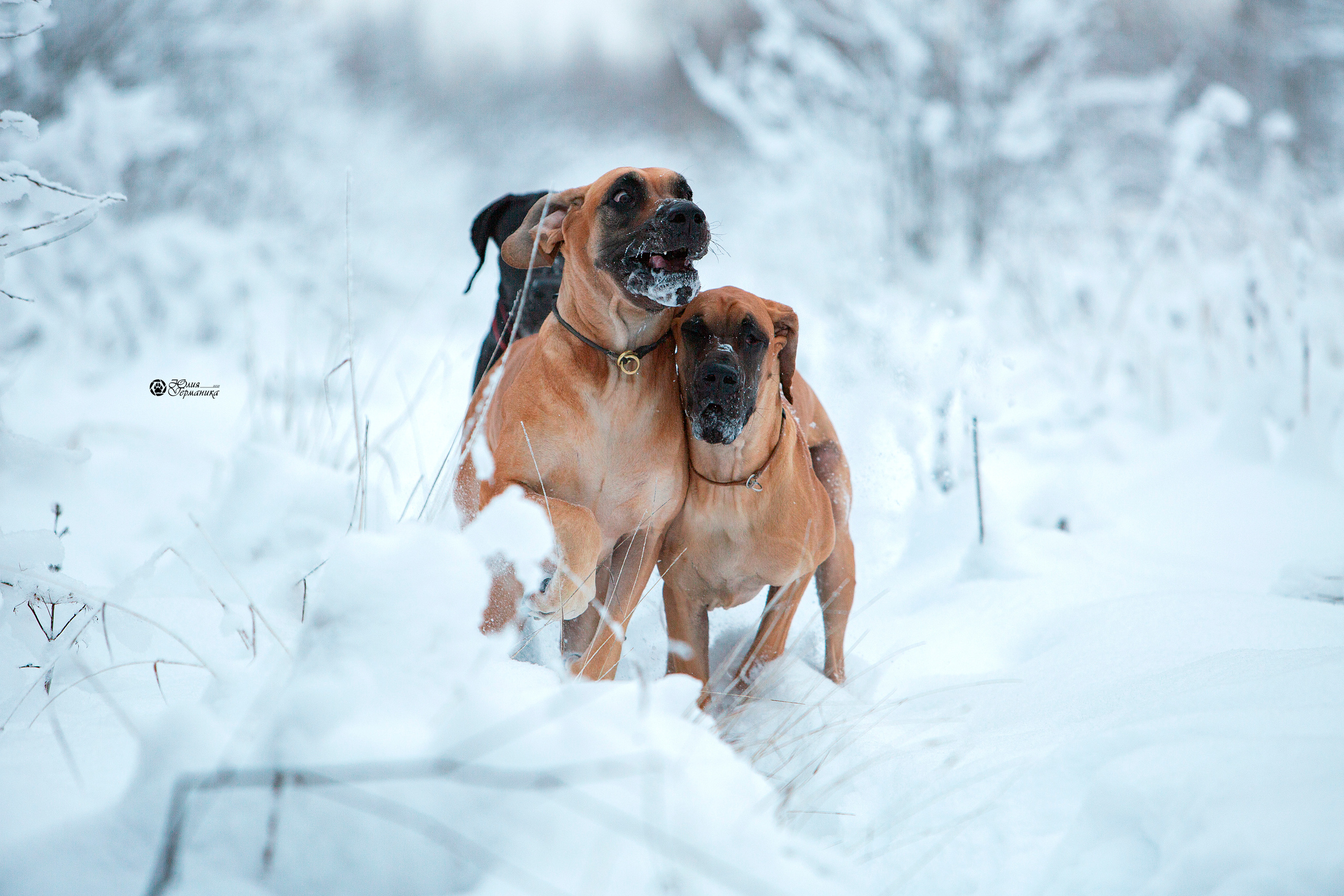 Свободная съемка. Фотограф-анималист Юлия Германика