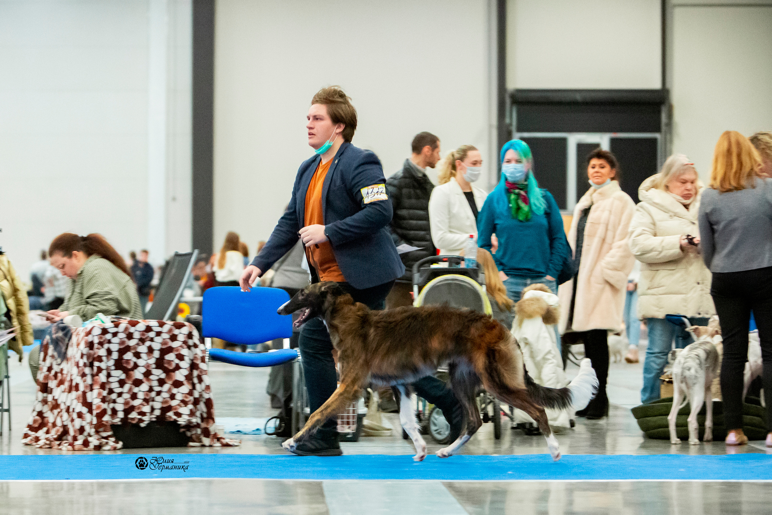 Санкт-Петербург 3хCACIB 10-12 декабря 2021. Фотограф-анималист Юлия Германика