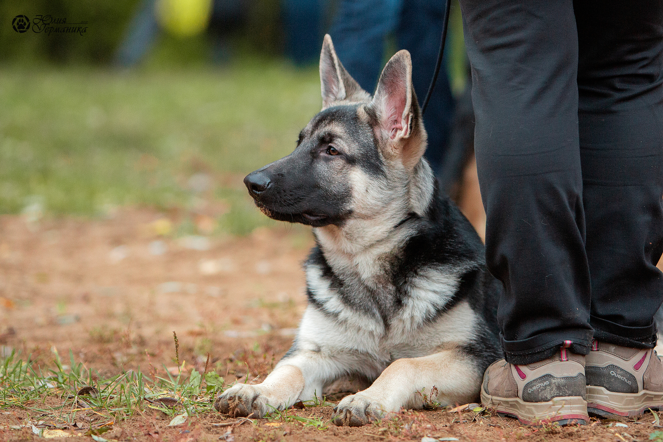 Сокольники 25 сентября Моно ВЕО Моншер Версаль. Фотограф-анималист Юлия Германика