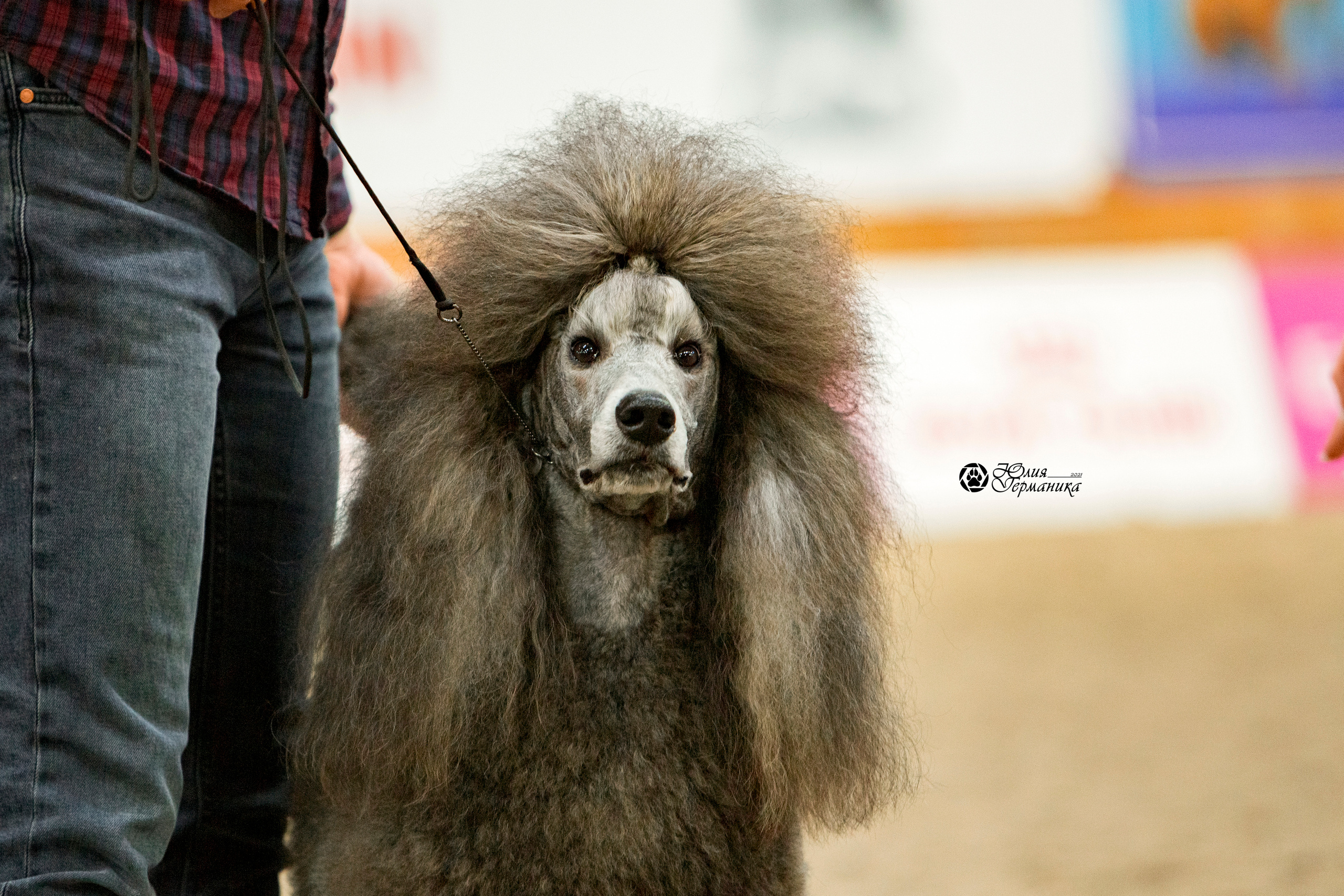 Минск 2хCACIB 27-28 ноября 2021. Фотограф-анималист Юлия Германика
