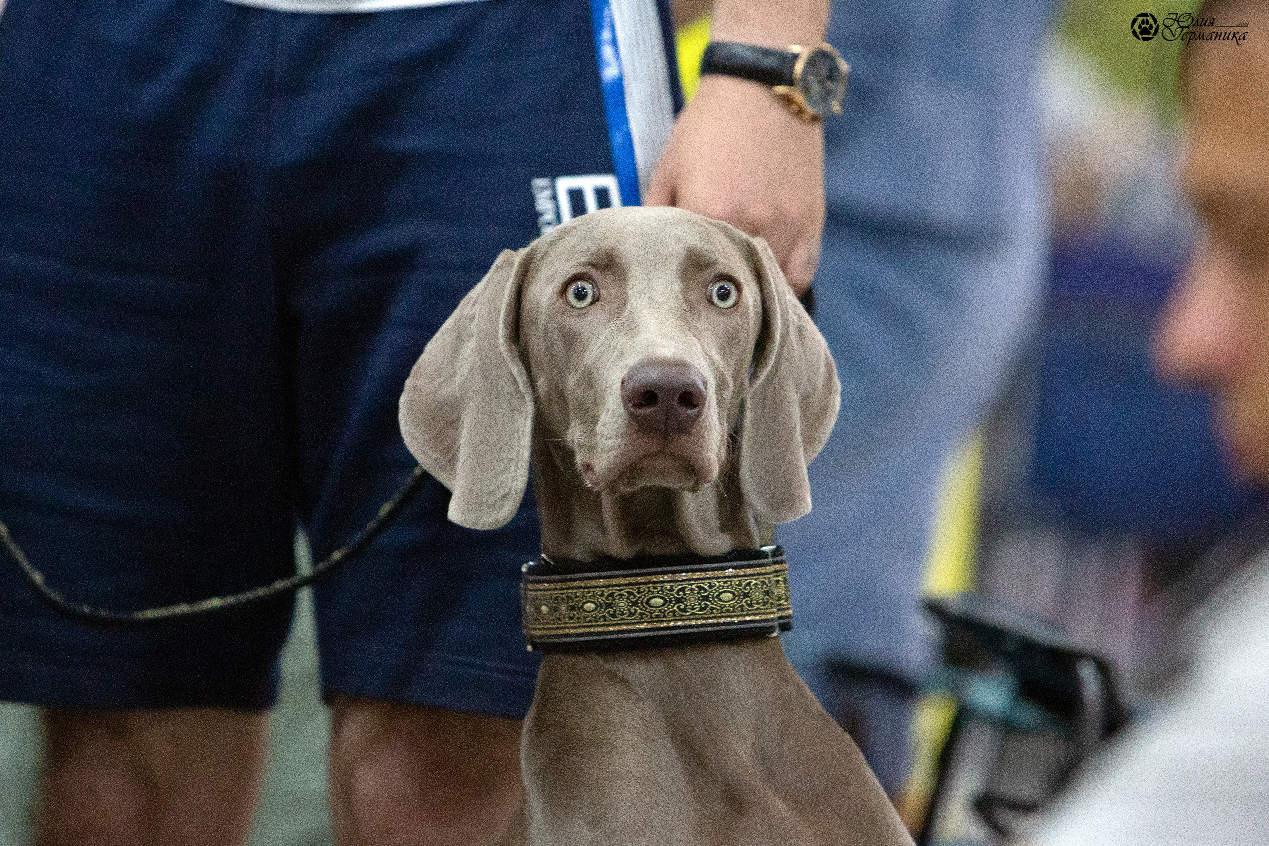 Чайна-Таун 2021. Фотограф-анималист Юлия Германика