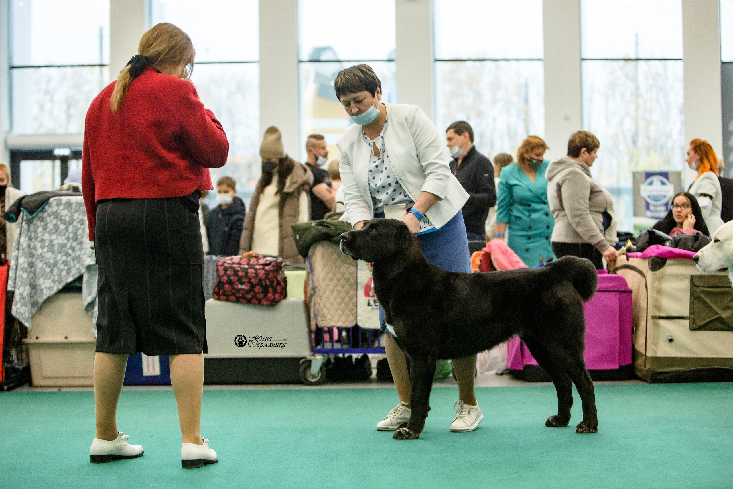 Нижний Новгород 3хCACIB 15-17 октября 2021. Фотограф-анималист Юлия Германика
