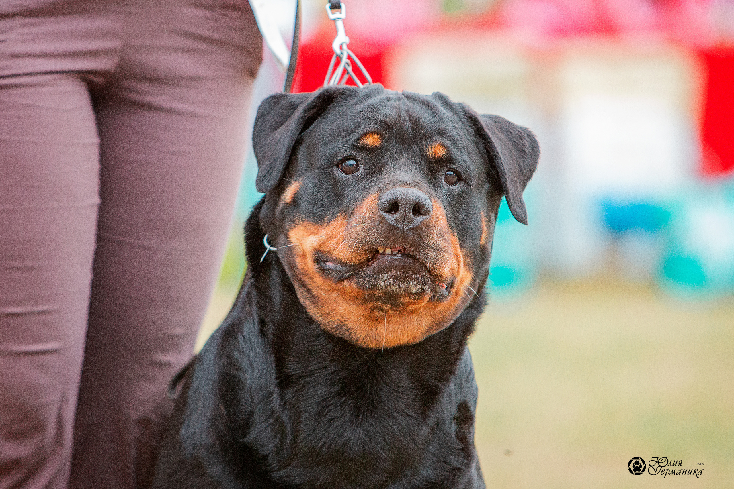 Тверь моно ротвейлеров 3-4 июля 2021. Фотограф-анималист Юлия Германика