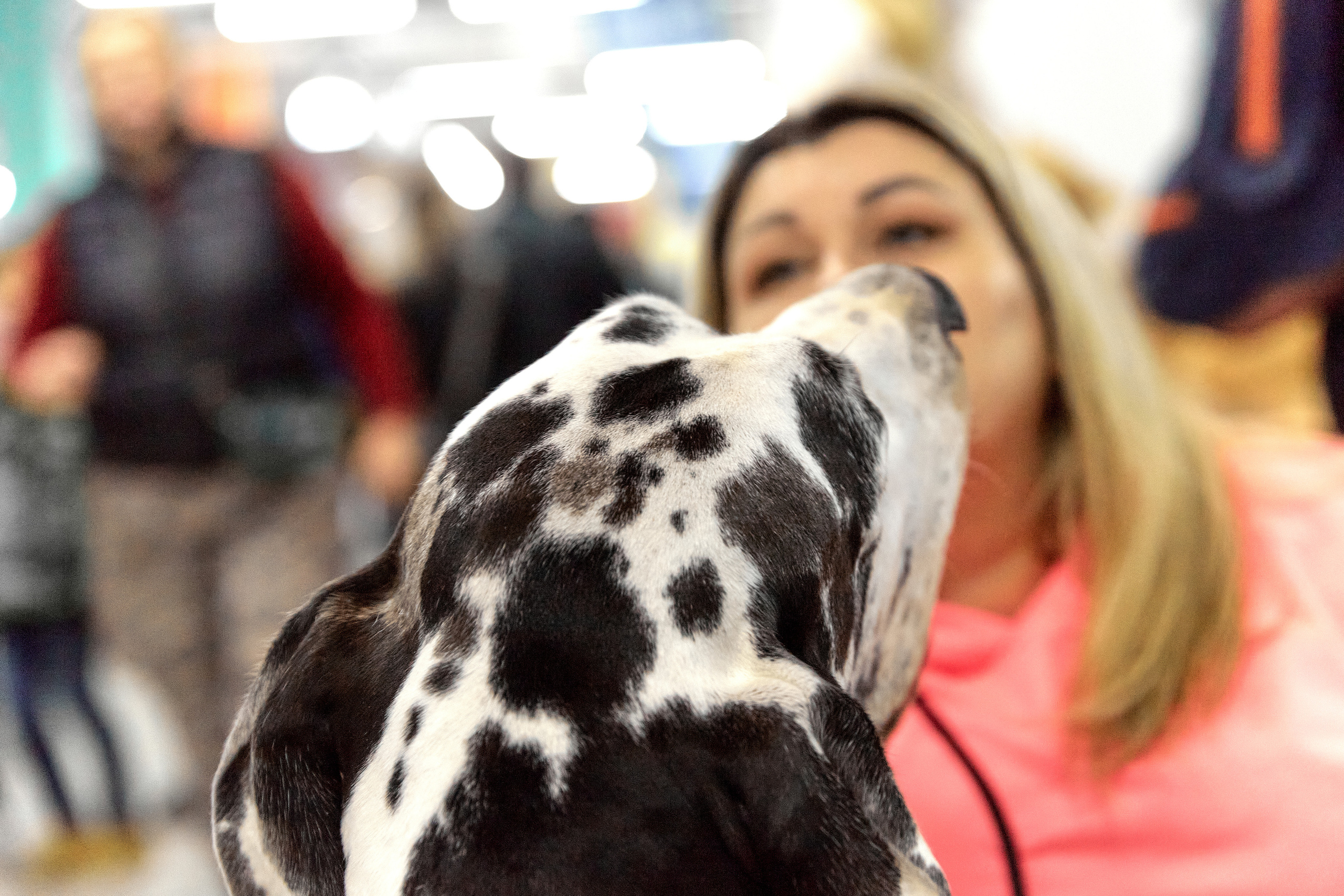 Чайник  13-14 ноября 2021. Фотограф-анималист Юлия Германика