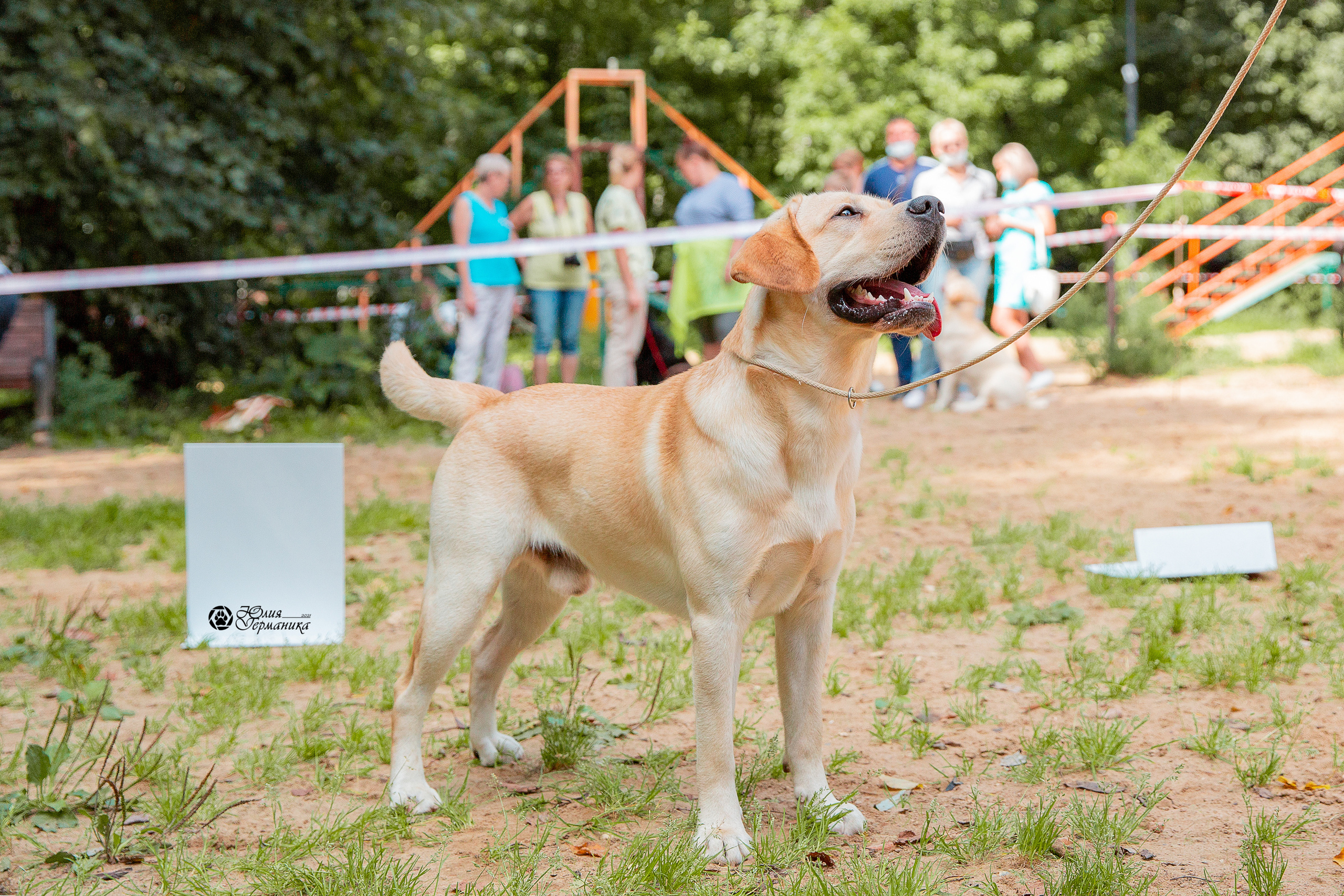 Ховрино фестиваль монопородок 15 августа 2021. Фотограф-анималист Юлия Германика