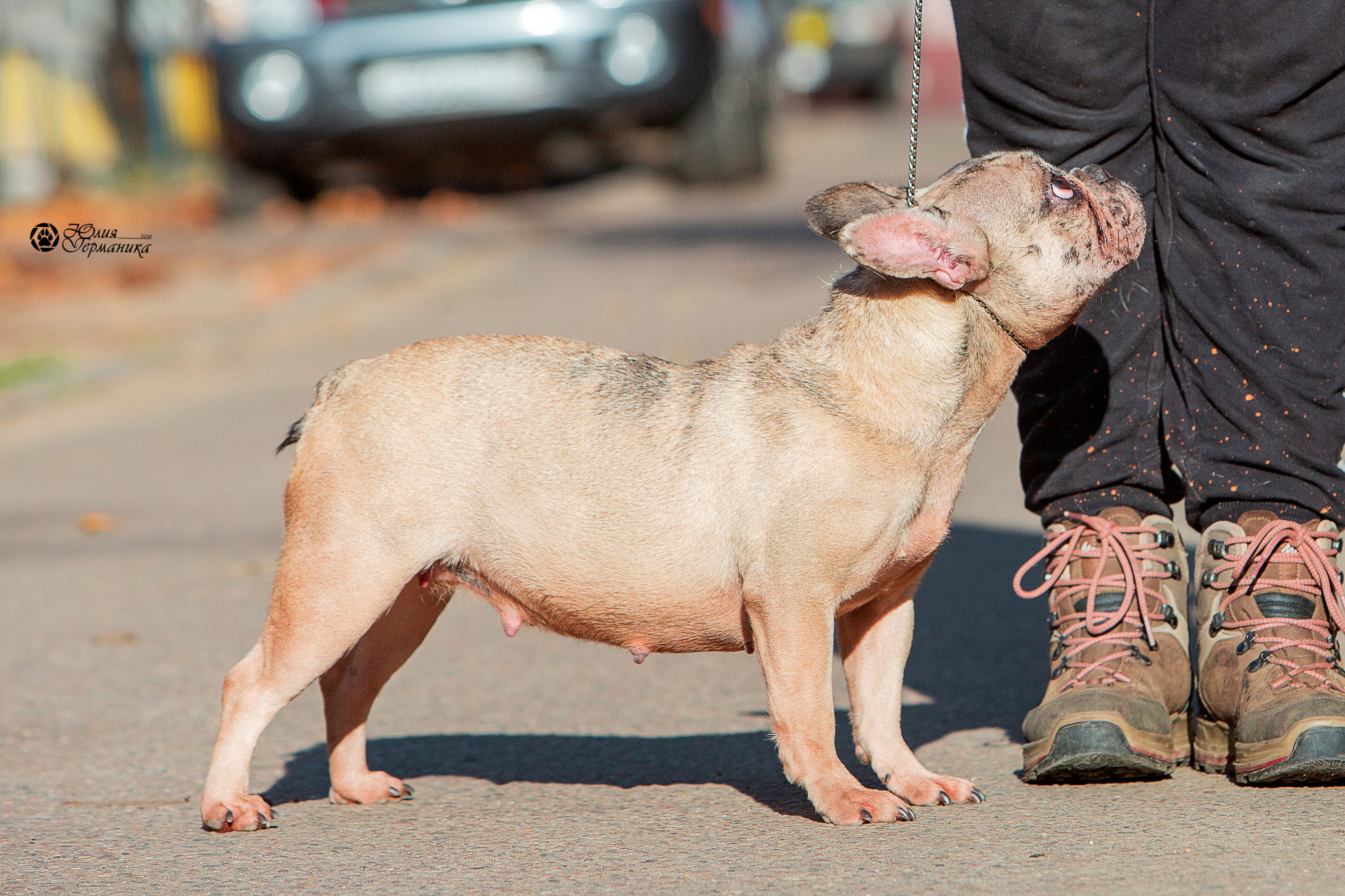 Свободная съемка. Фотограф-анималист Юлия Германика