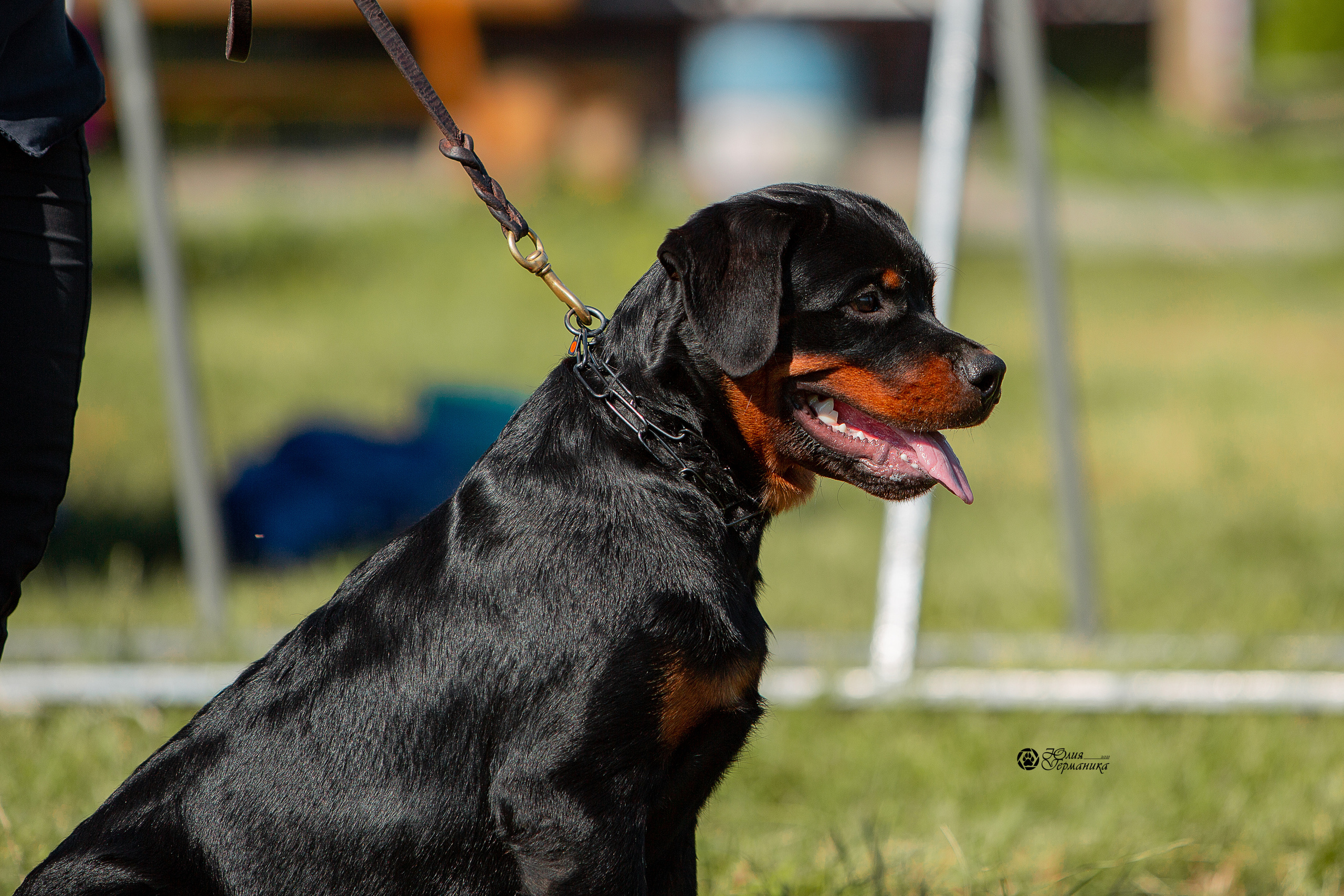 Рязань,Ховрино 14-15 августа 2021 моно ротвейлеров. Фотограф-анималист Юлия Германика