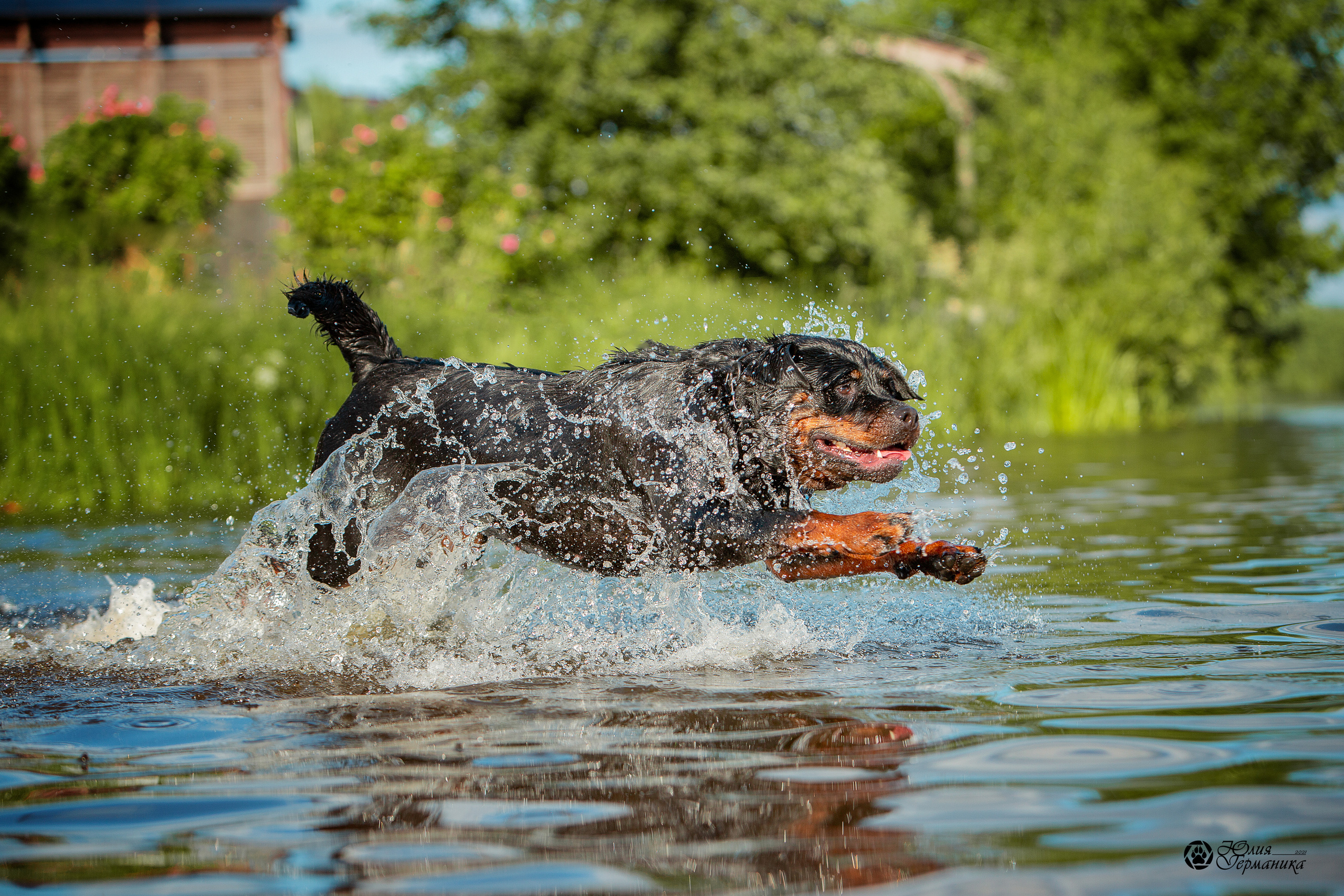 Свободная съемка. Фотограф-анималист Юлия Германика