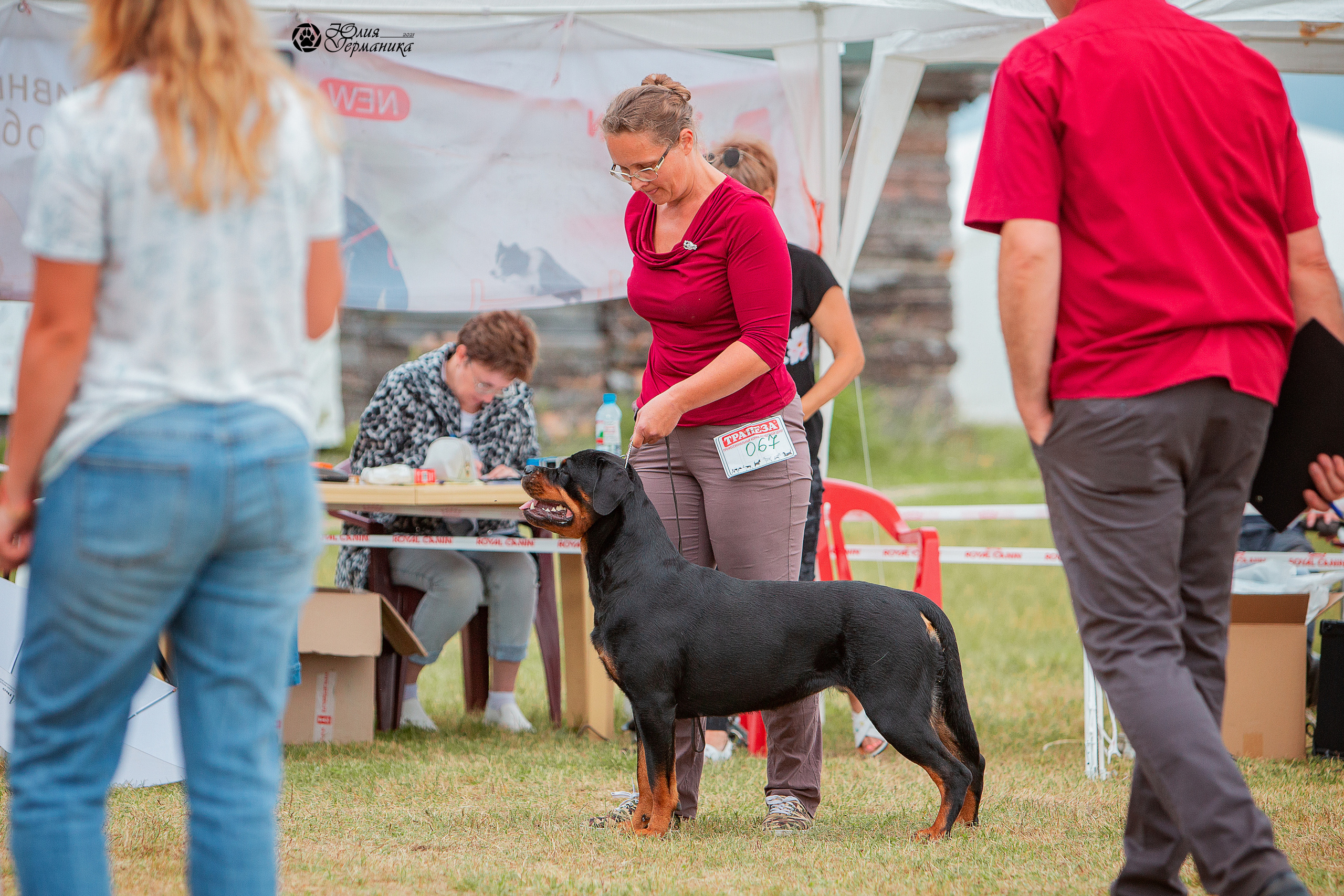 Тверь моно ротвейлеров 3-4 июля 2021. Фотограф-анималист Юлия Германика
