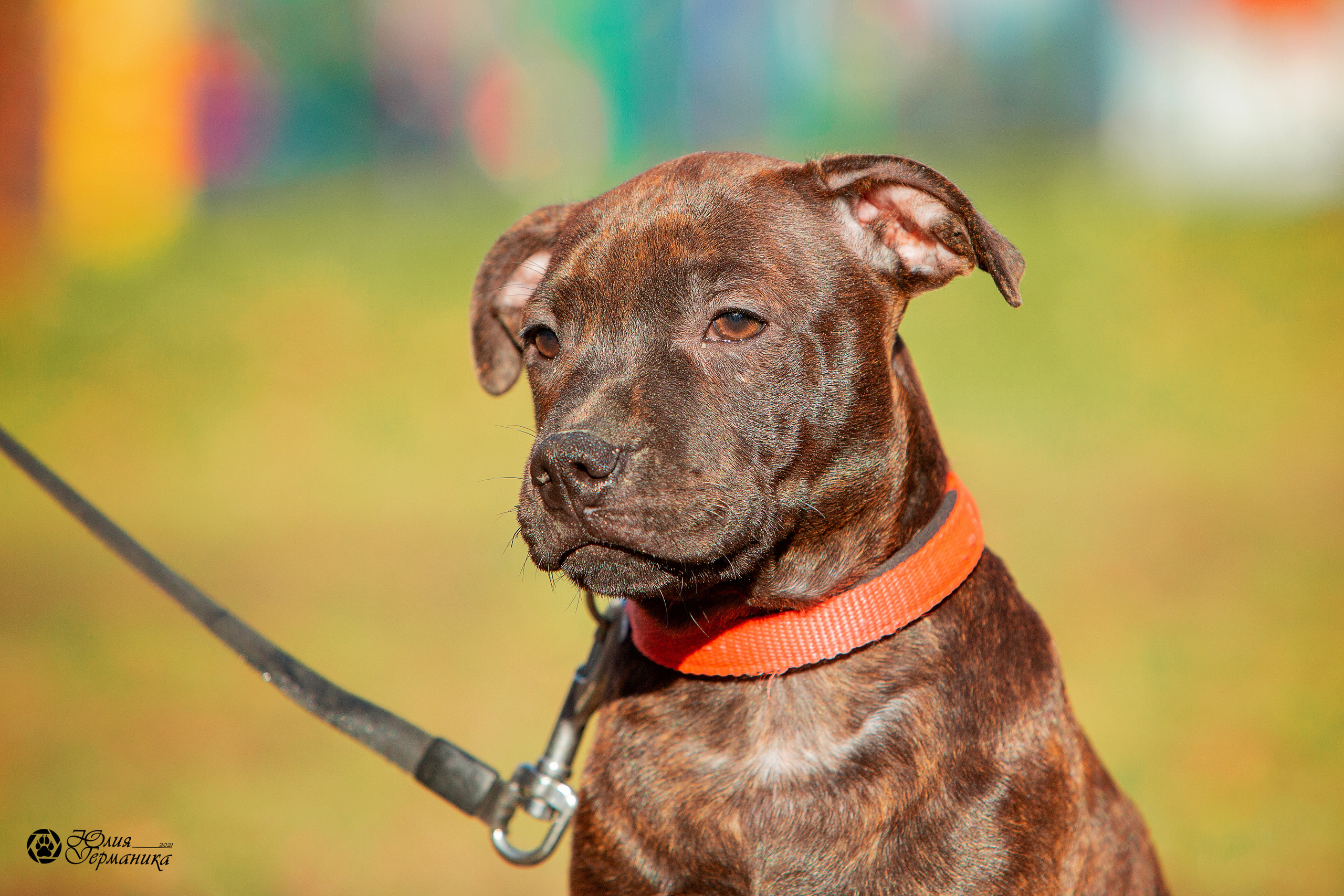 Свободная съемка. Фотограф-анималист Юлия Германика